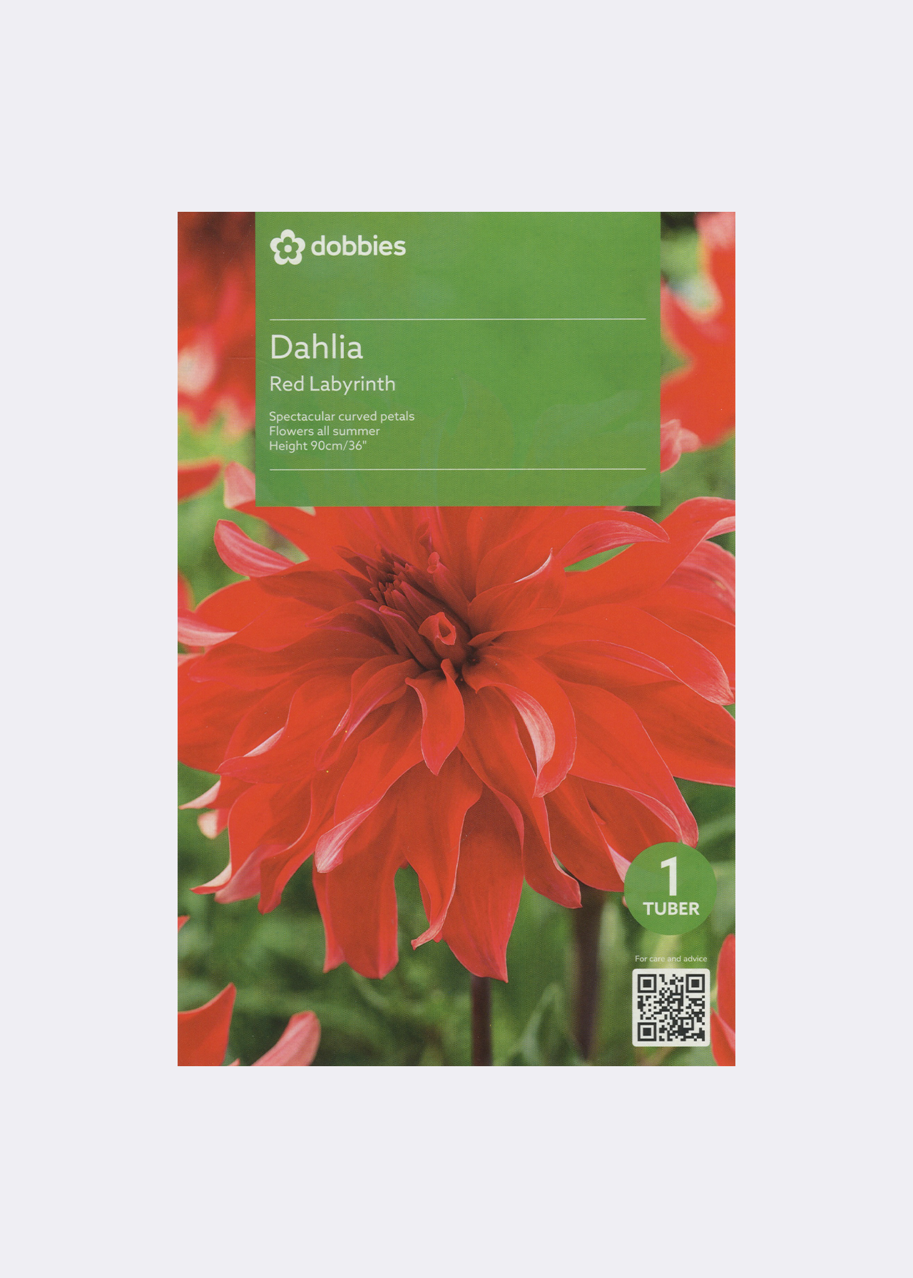 Dahlia Red Labyrinth Single Pack