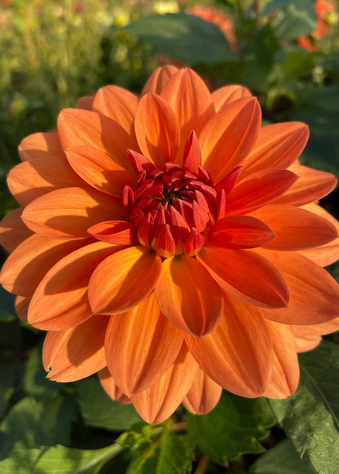 Dahlia Summer Flame Pack of 3