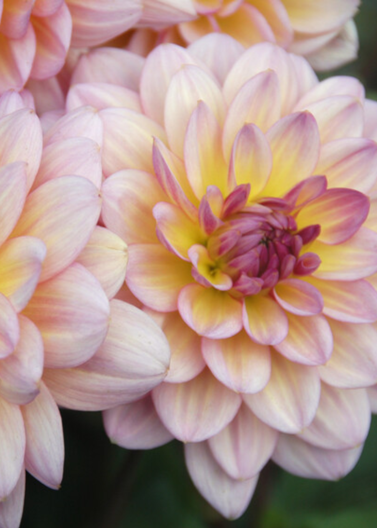 Dahlia Zingaro Pack of 3