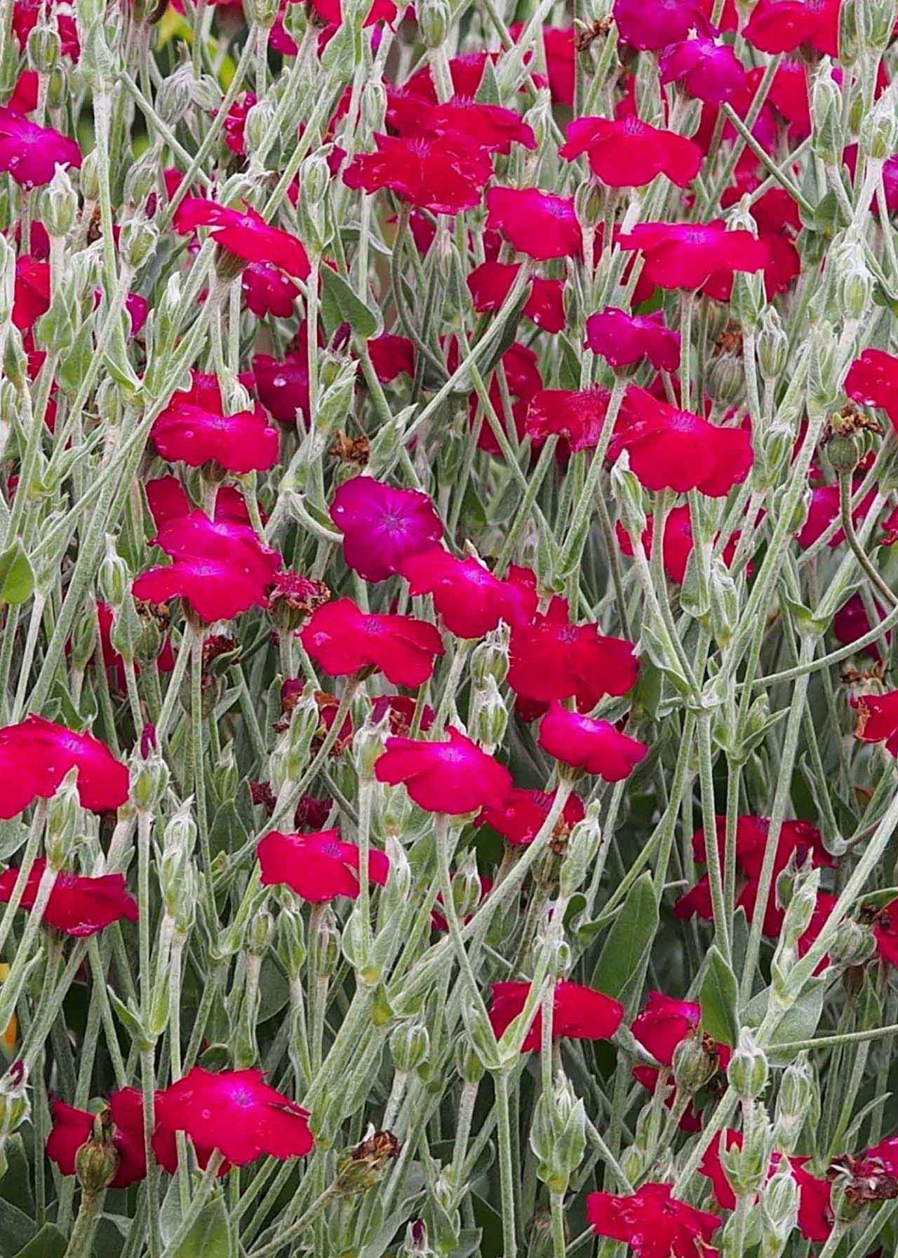 Lychnis Atrosanguinea 1ltr