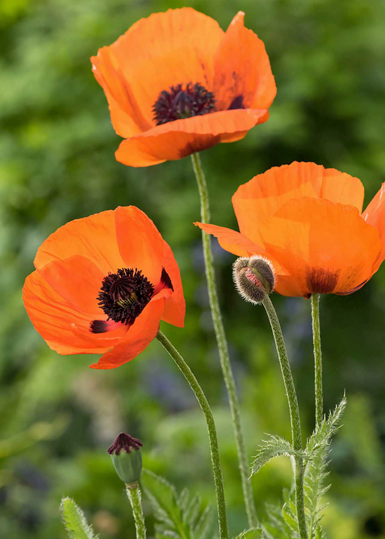 Papaver Brilliant 3ltr