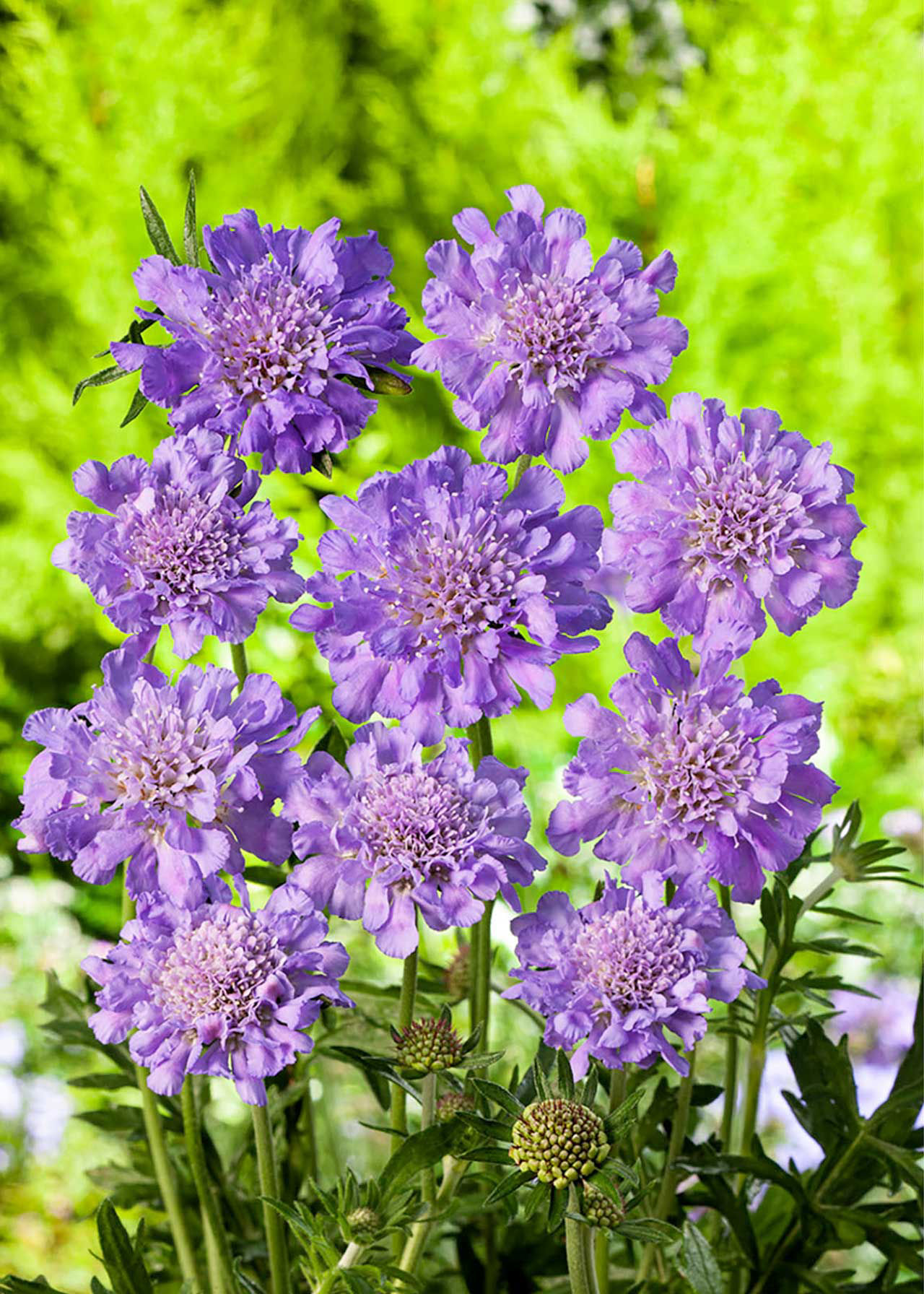 Scabiosa Butterfly Blue 1.5ltr