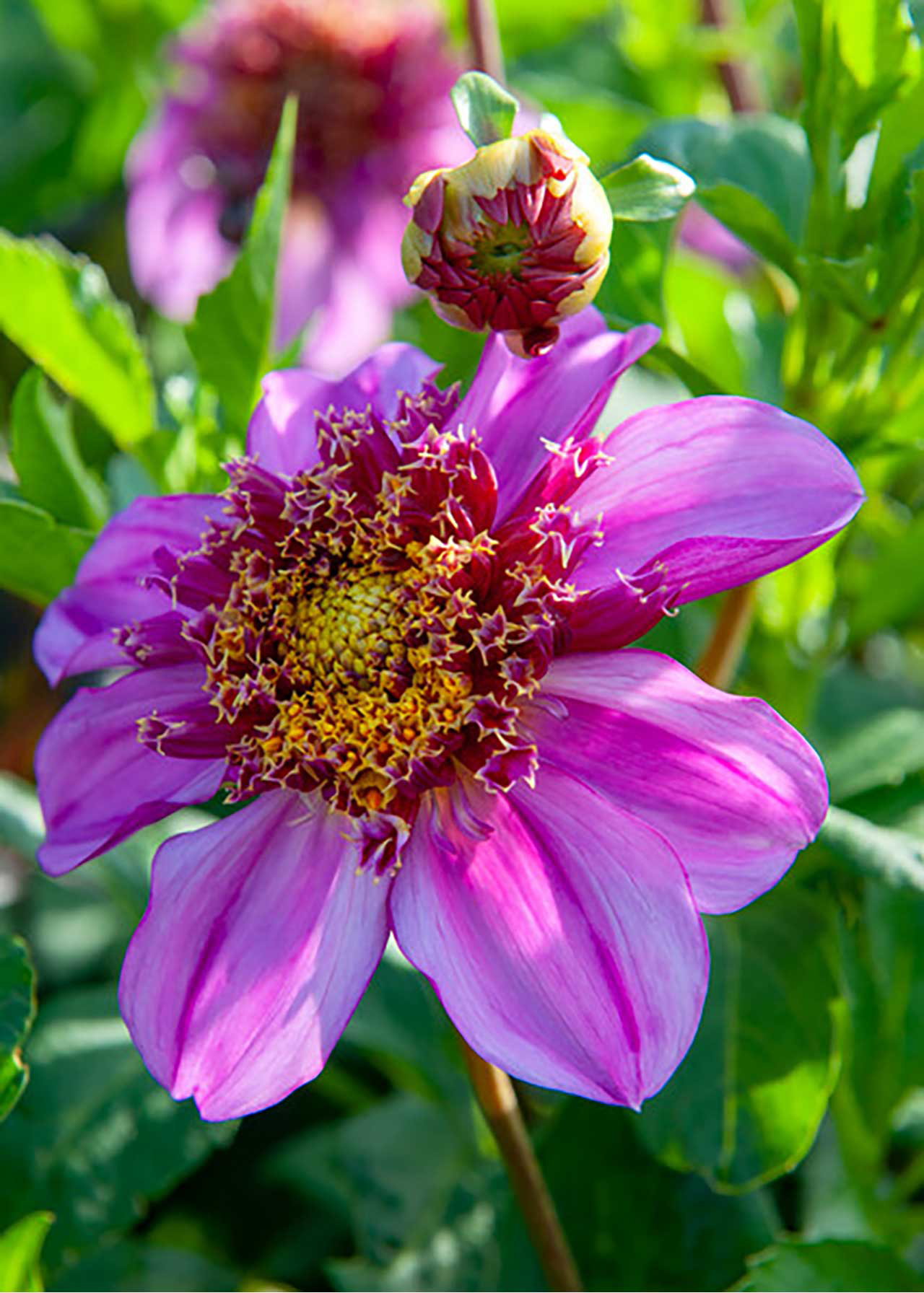 Dahlia Dad's Favourite Single Pack