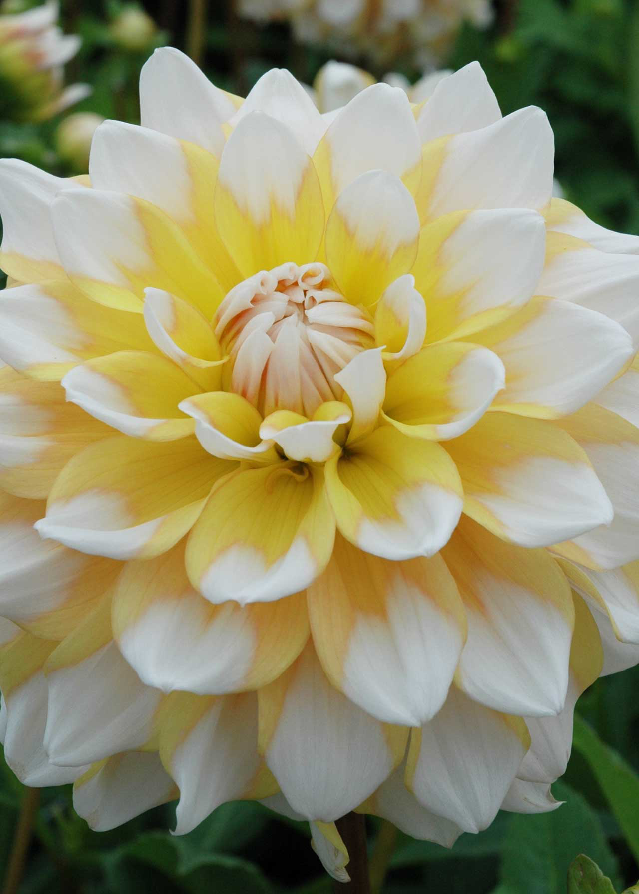 Dahlia Seattle Single Pack