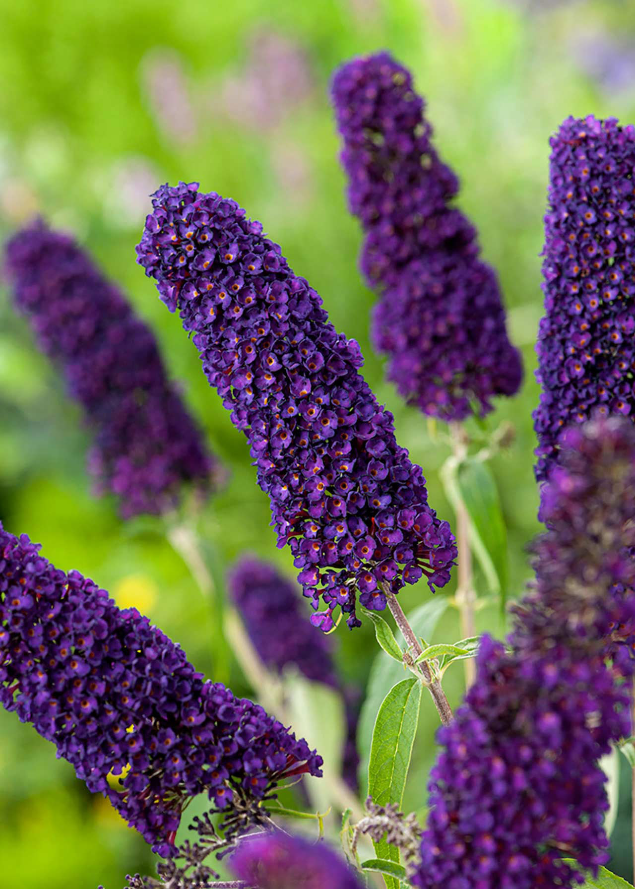 Buddleja Black Knight 2ltr