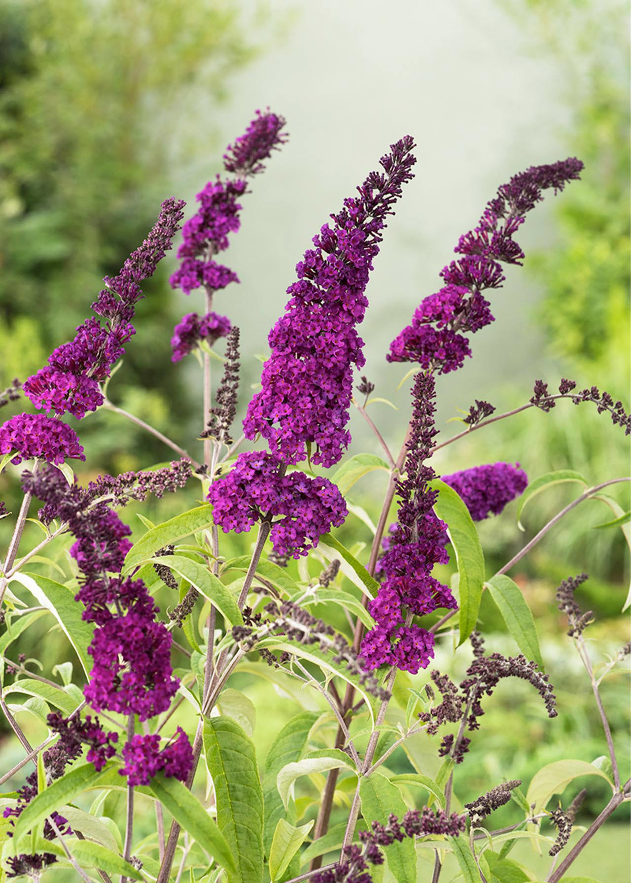 Buddleja Royal Red 2ltr