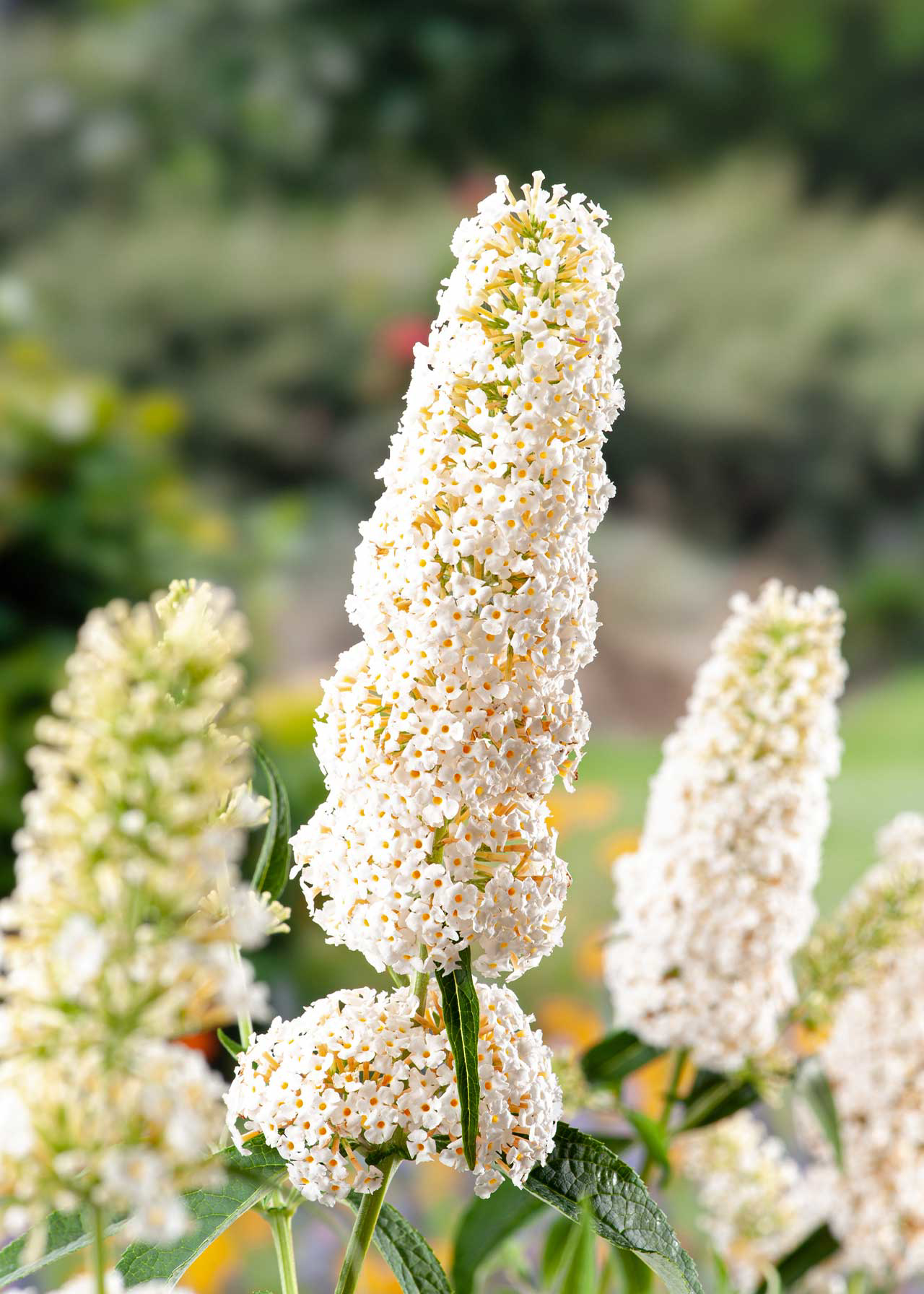 Buddleja White Profusion 2ltr