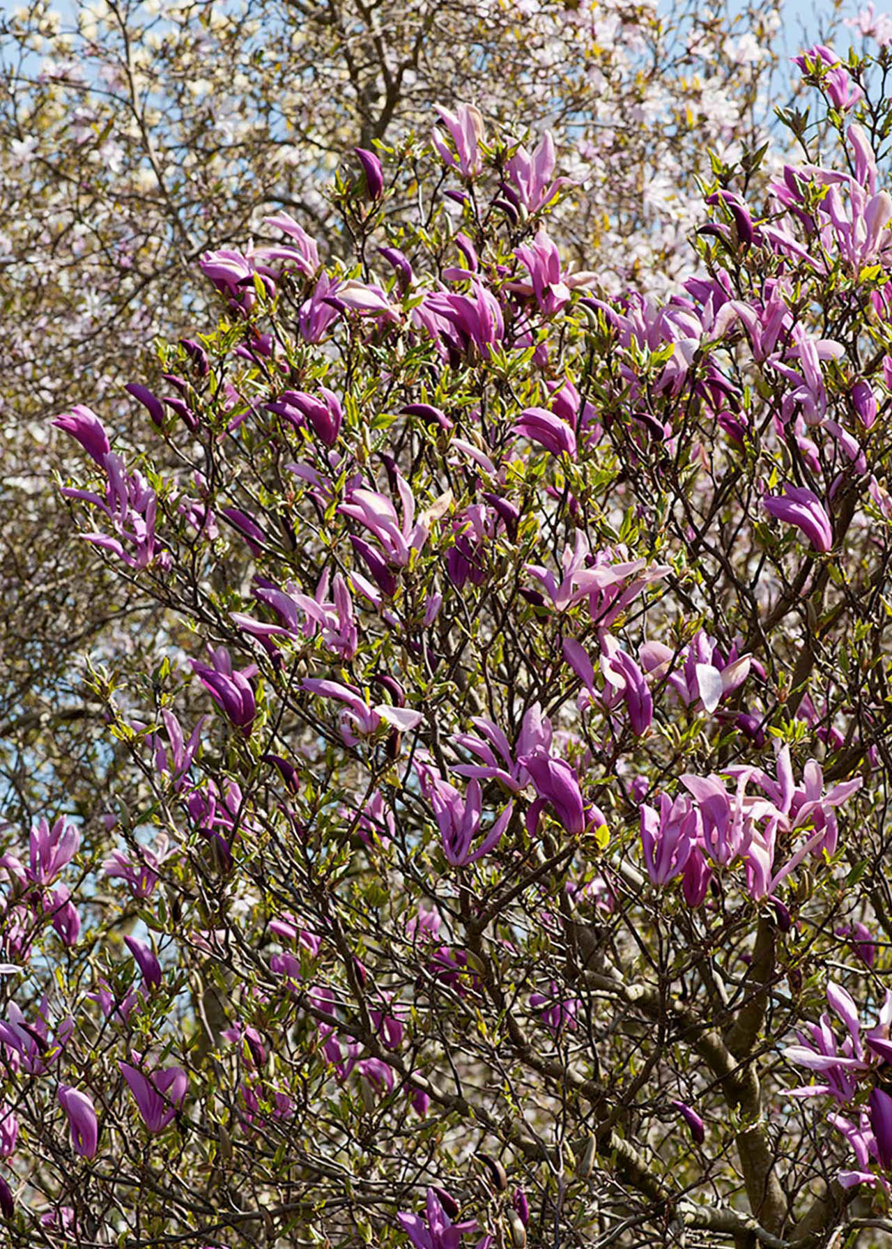 Magnolia Susan 2ltr