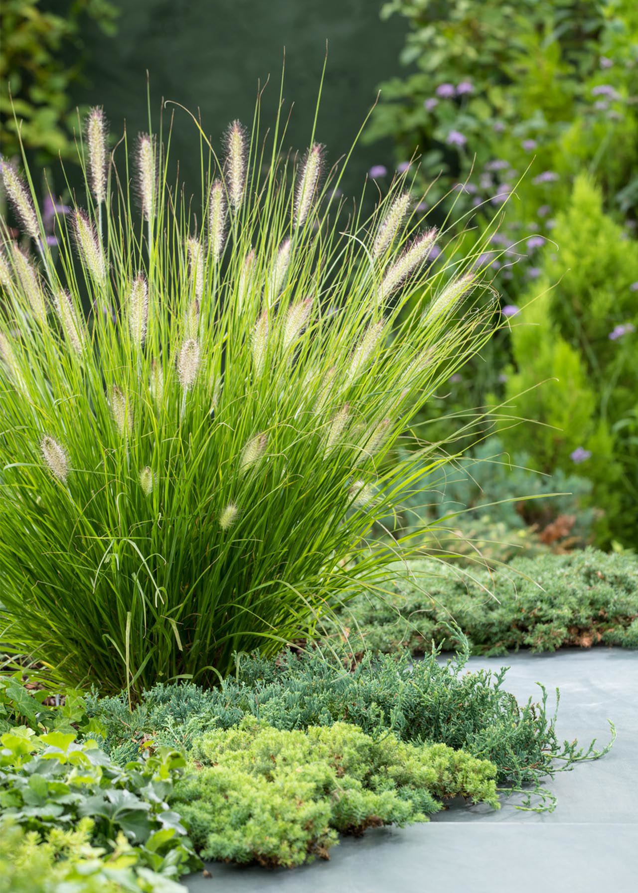 Pennisetum Little Hameln 2ltr