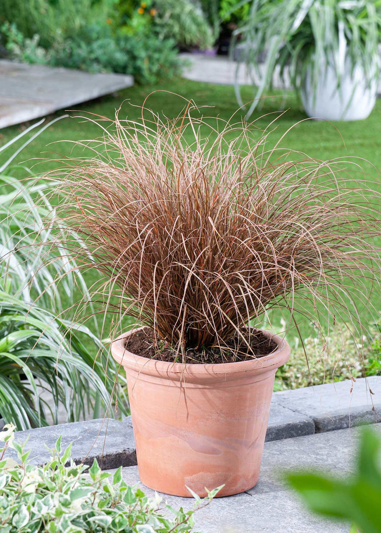 Carex Petriei Milk Chocolate 11cm