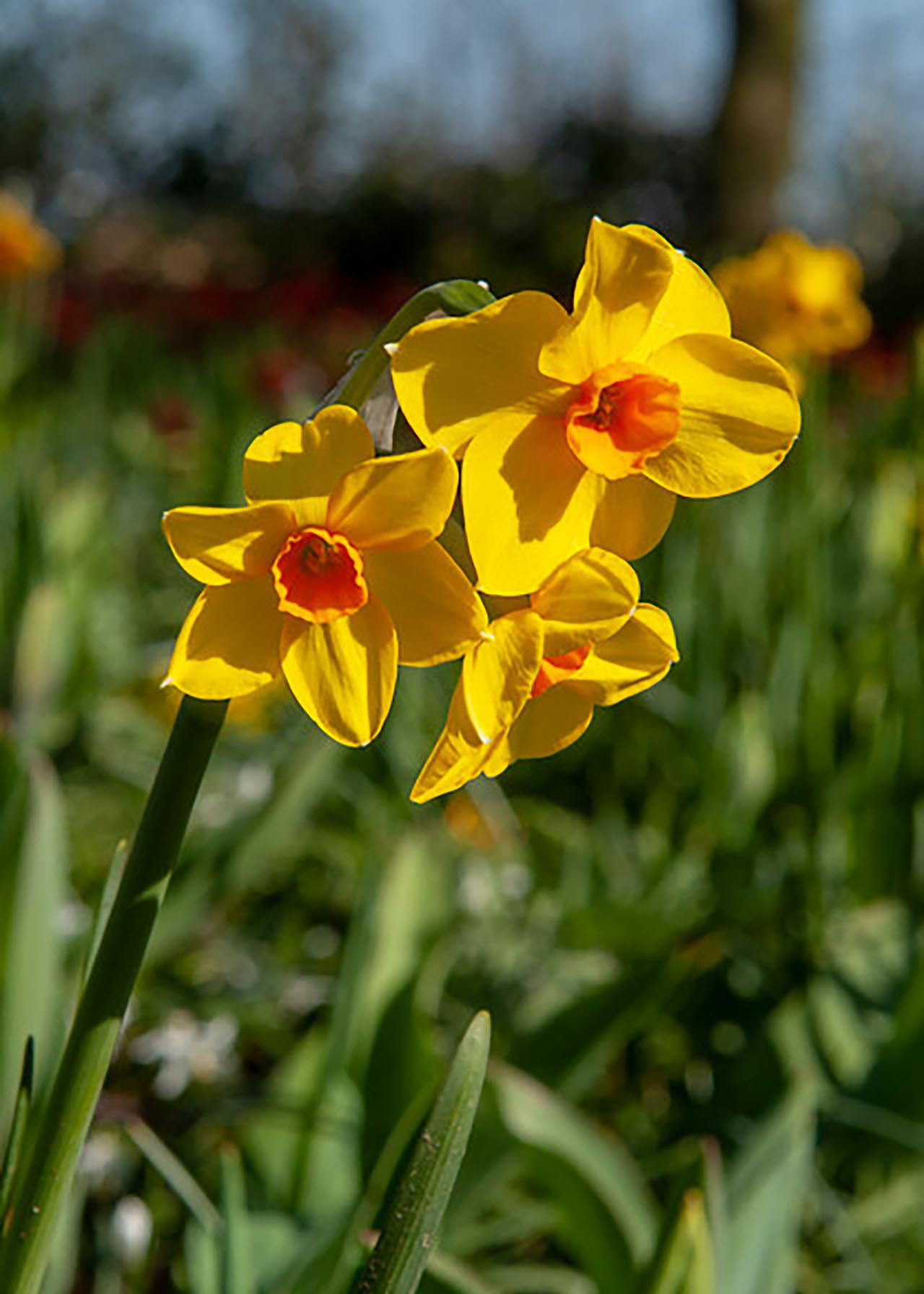 Daffodil (Narcissus) Martinette Pack of 7