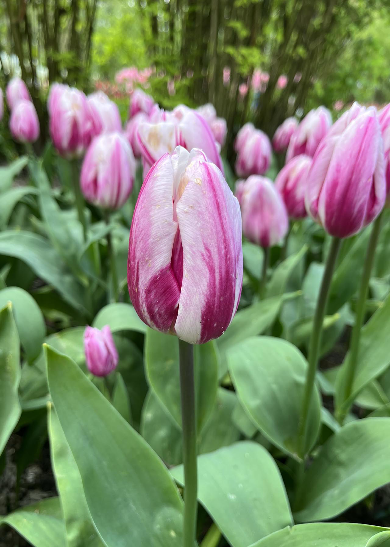 Tulip Bojangles pack of 5