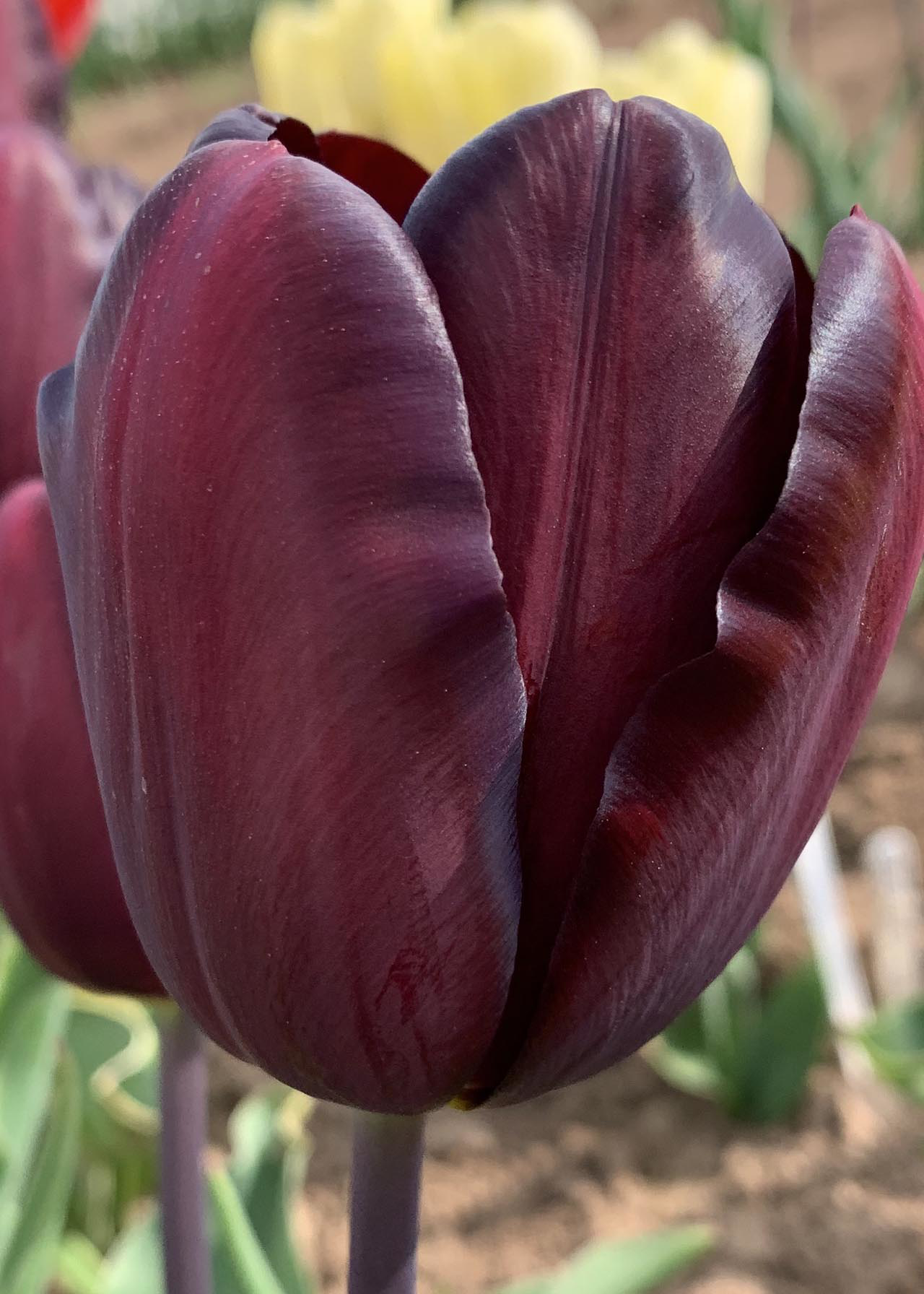 Tulip Continental pack of 5