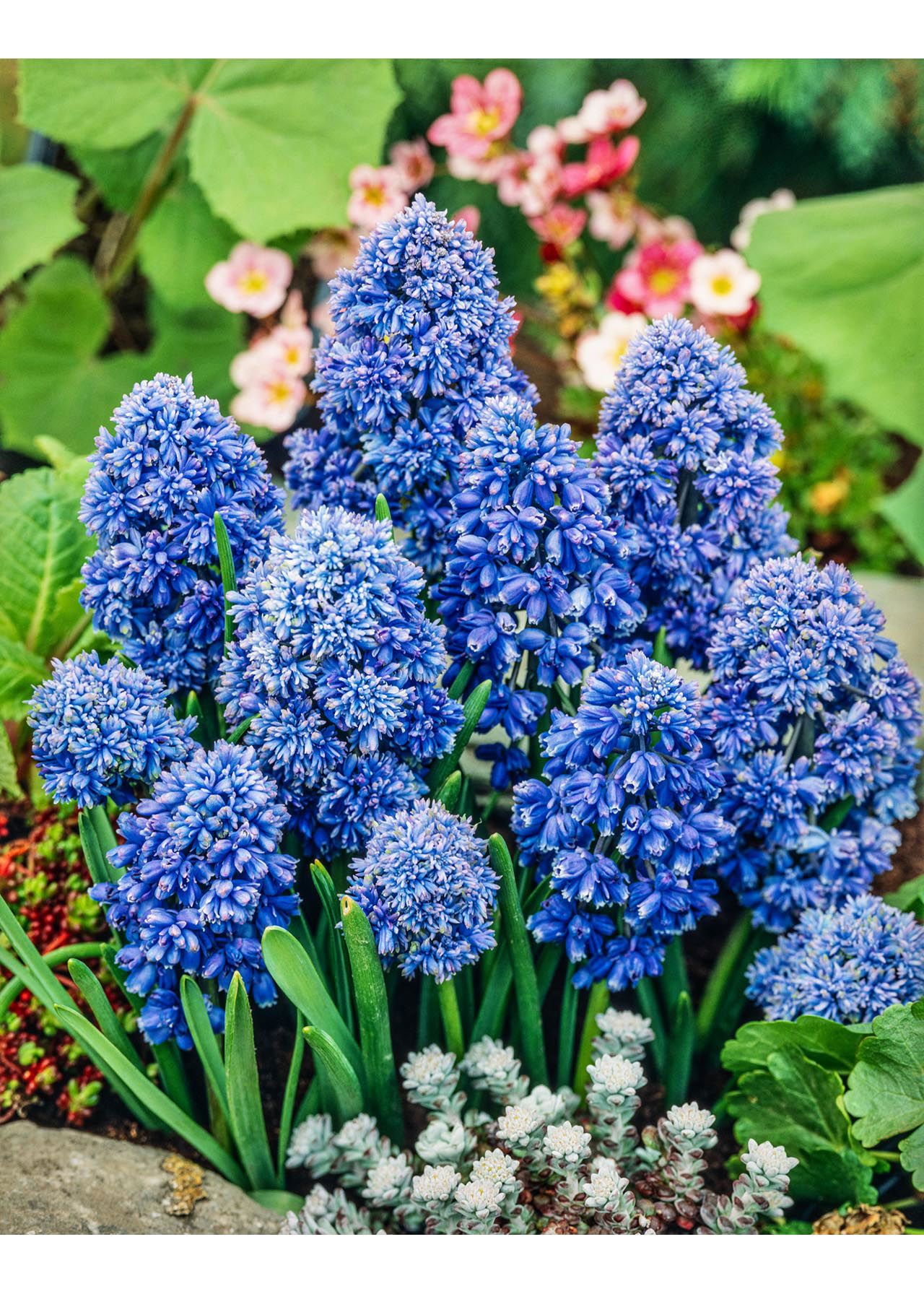 Muscari Armenicanum 4pk