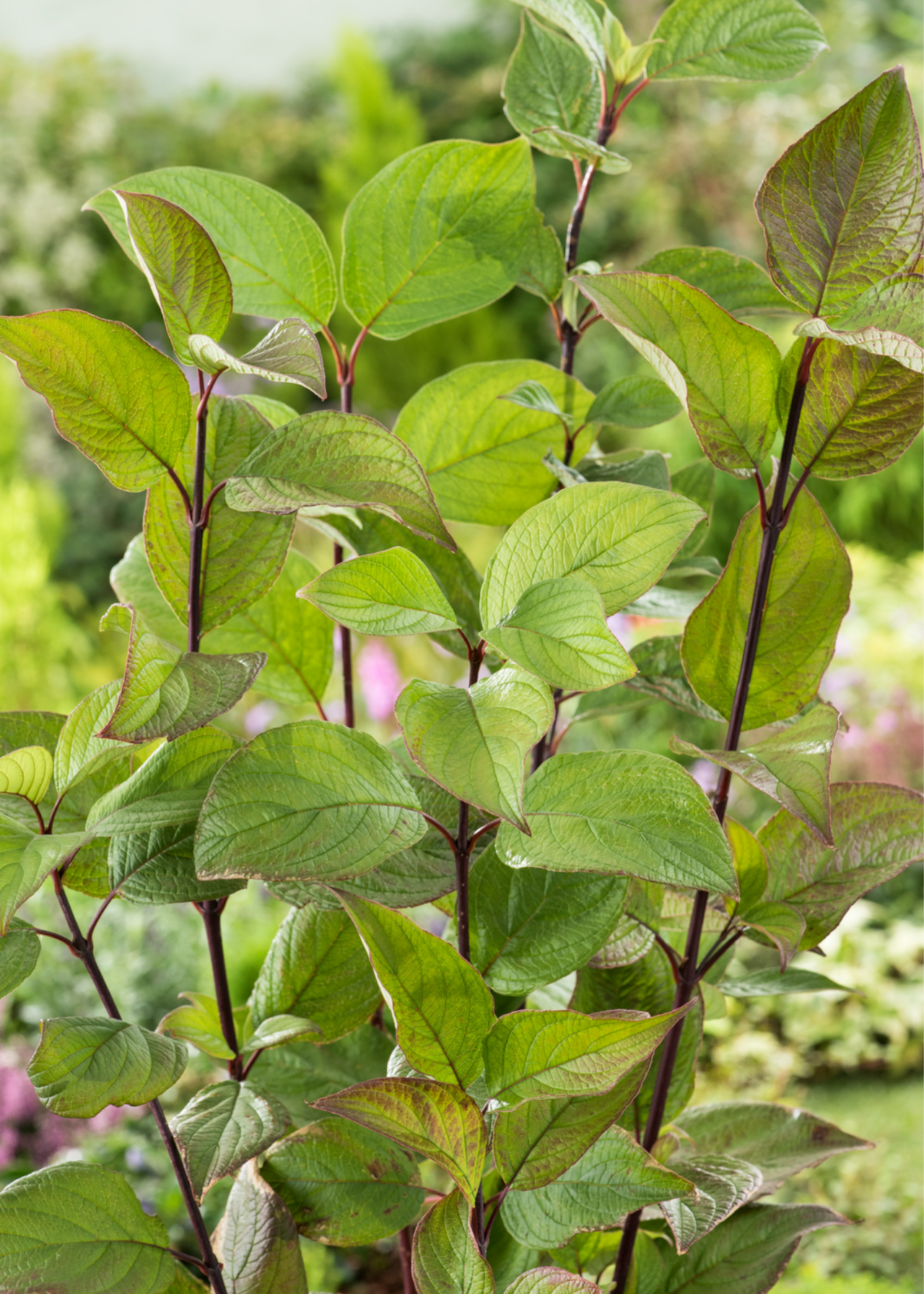 Cornus Alba Kesselringii 2ltr
