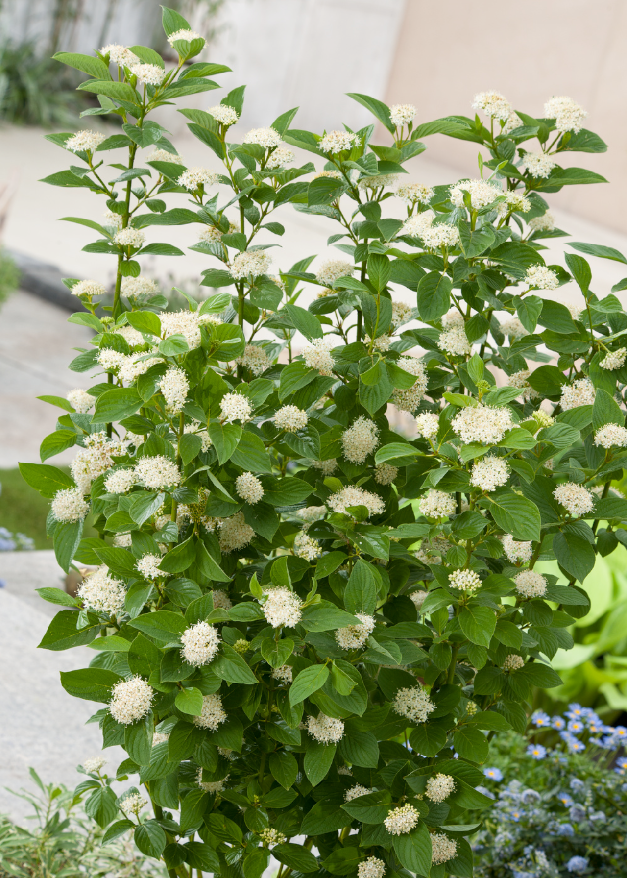 Cornus Stol. Flaviramea 2ltr
