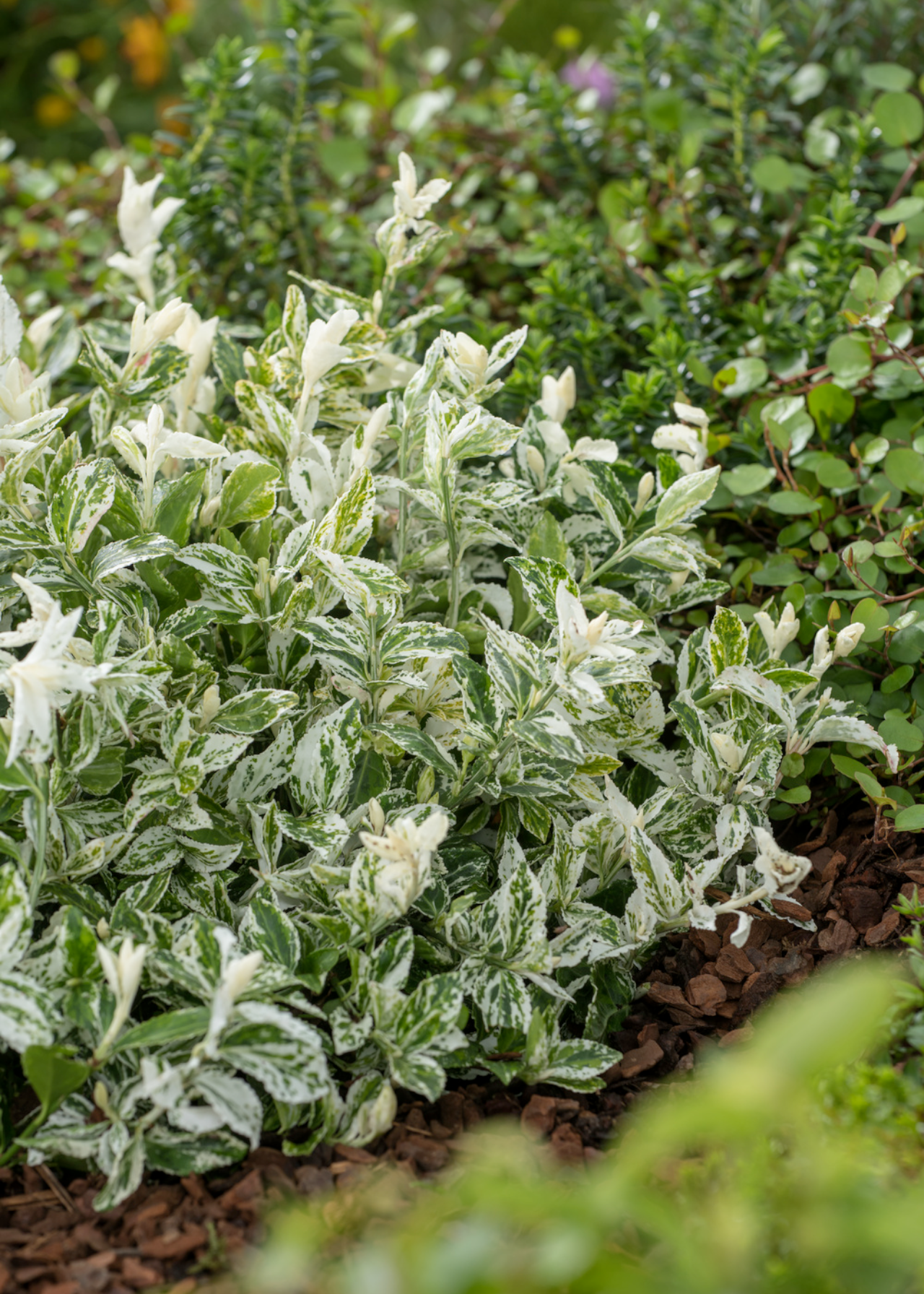 Euonymus Fort Harlequin 2ltr