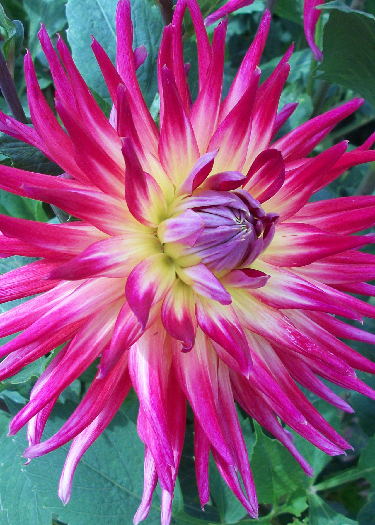 Dahlia Bora Bora Single Pack