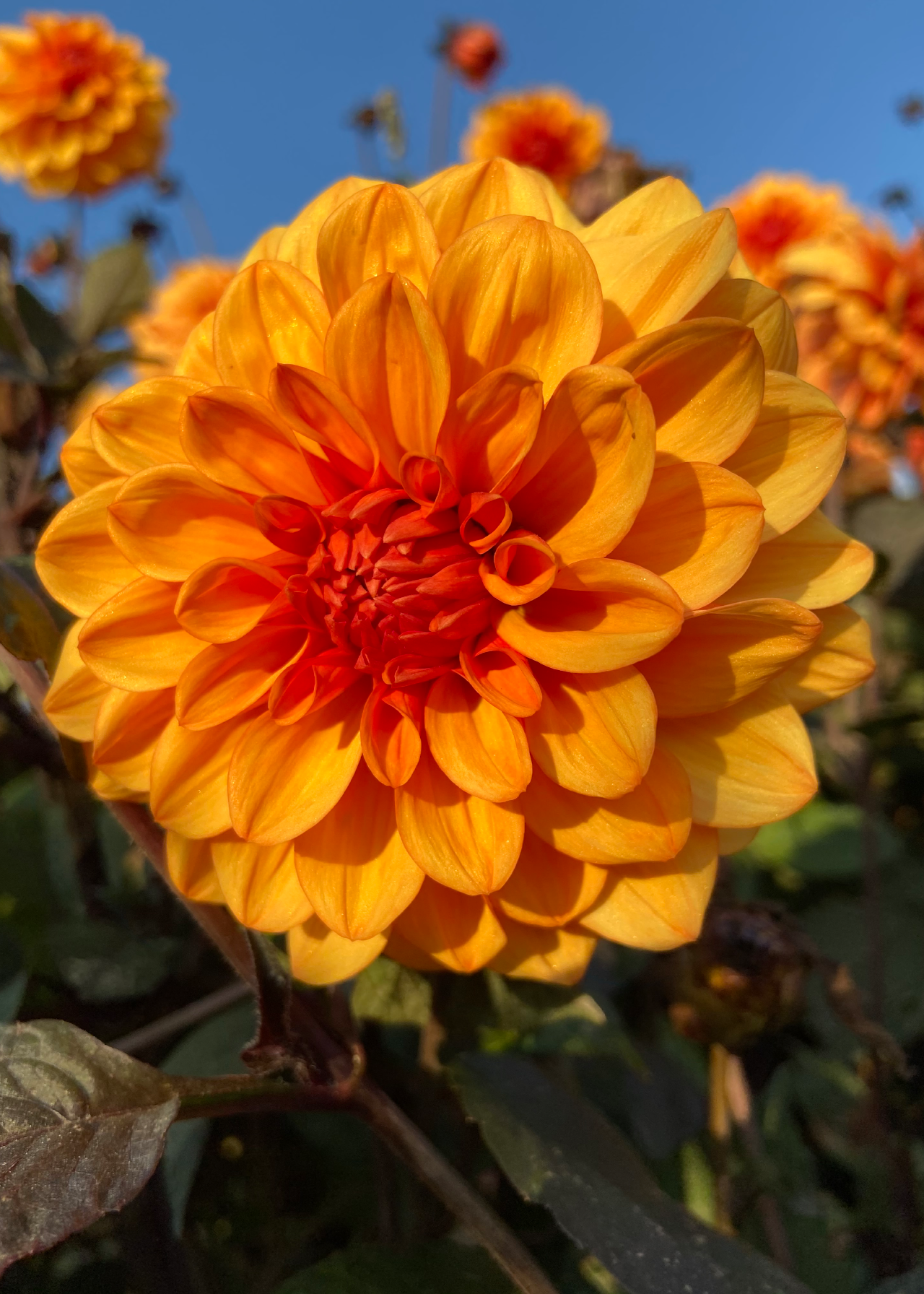 Dahlia David Howard Single Pack