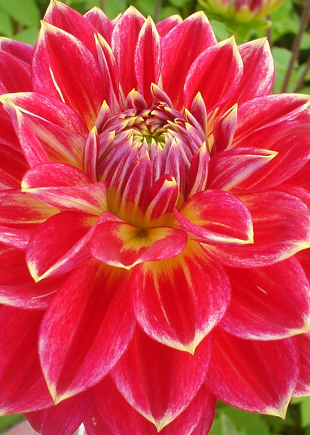 Dahlia Mister Optimist Single Pack
