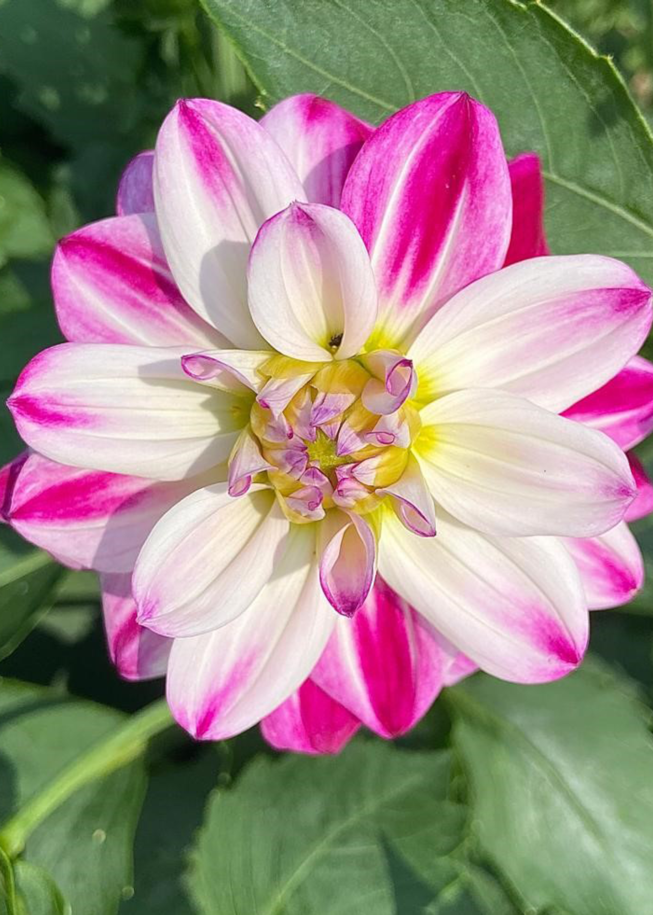 Dahlia Saint Martin Single Pack