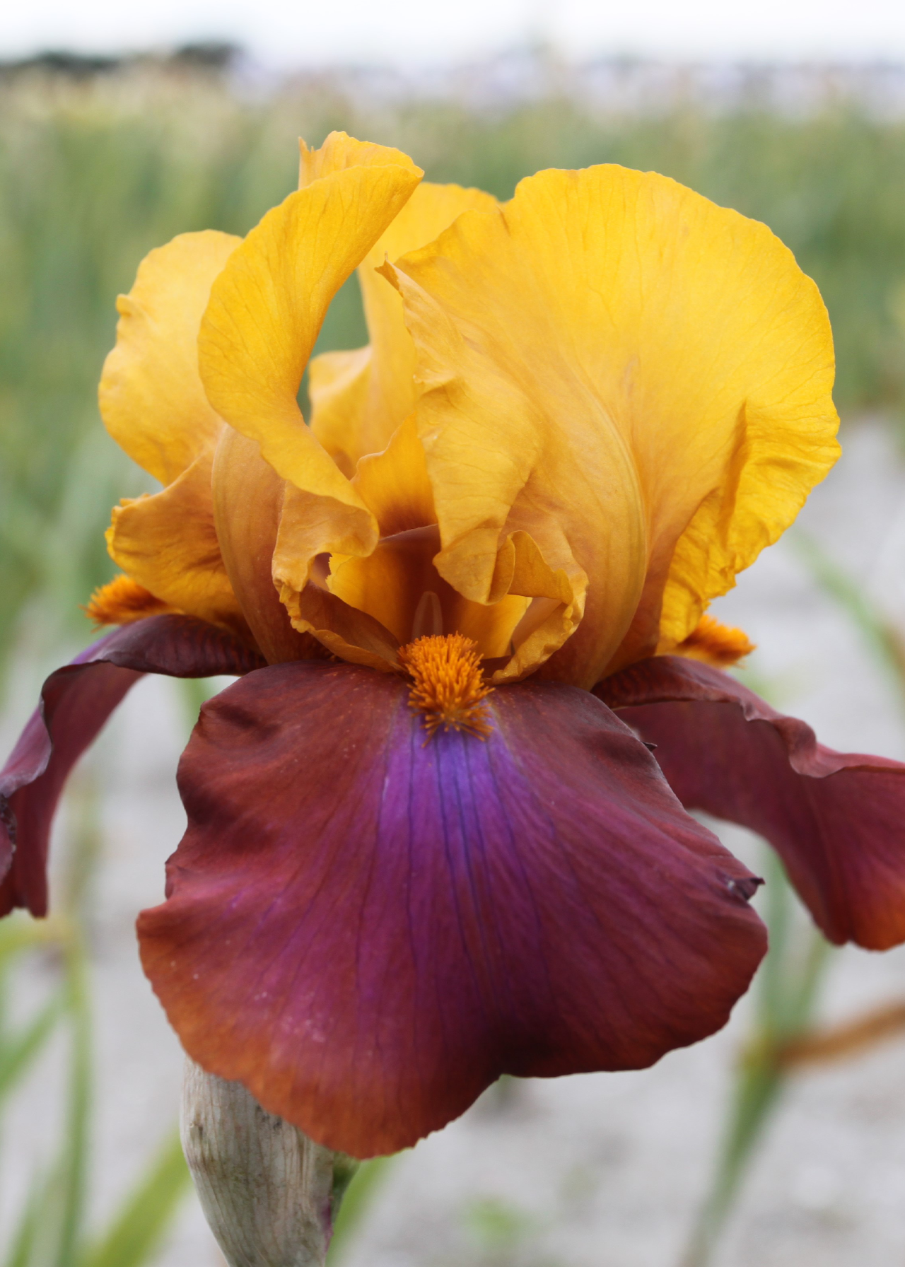 Iris Louder Still Single Pack