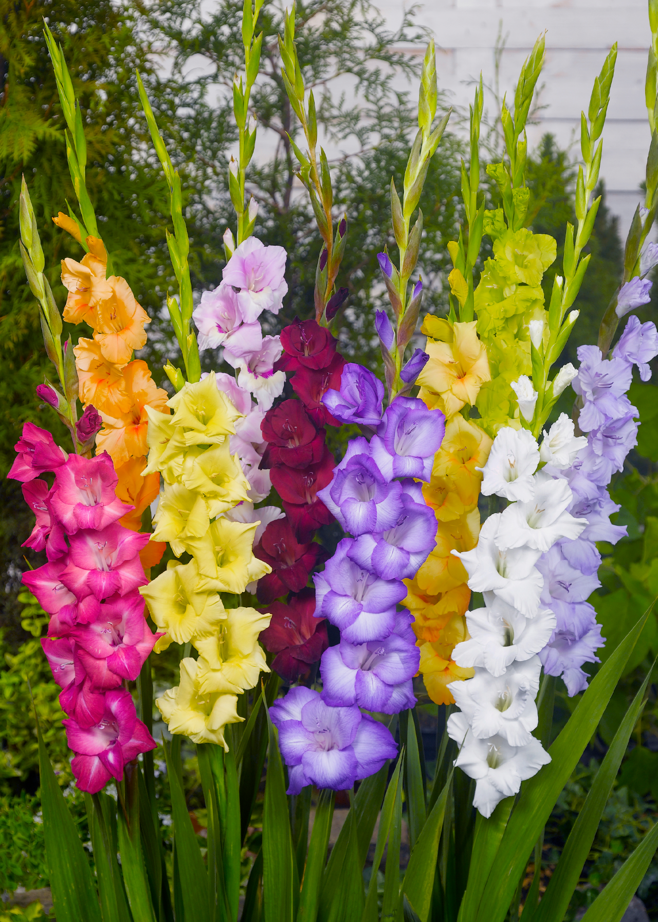 Gladioli Border Mix Pack of 40