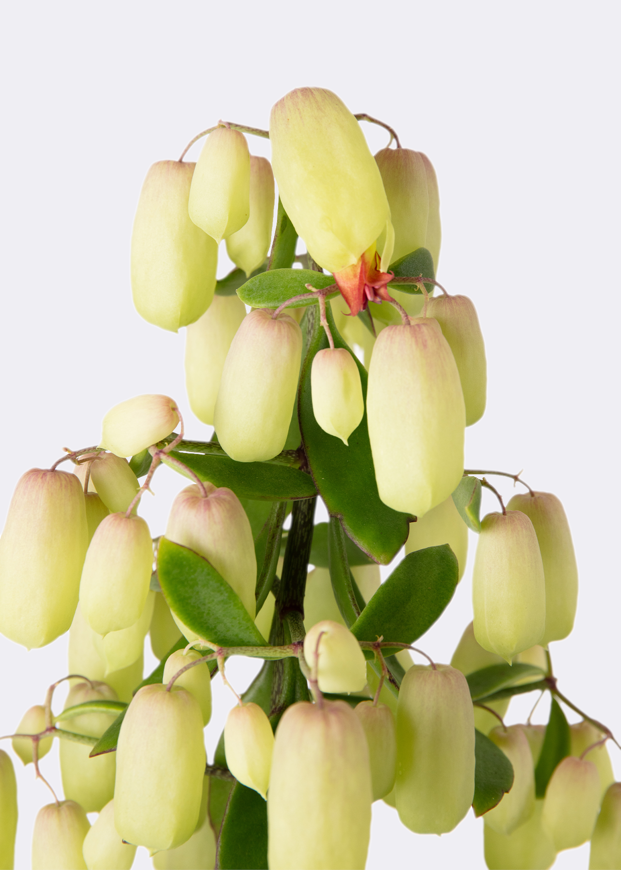 Kalanchoe Magic Bells 14cm