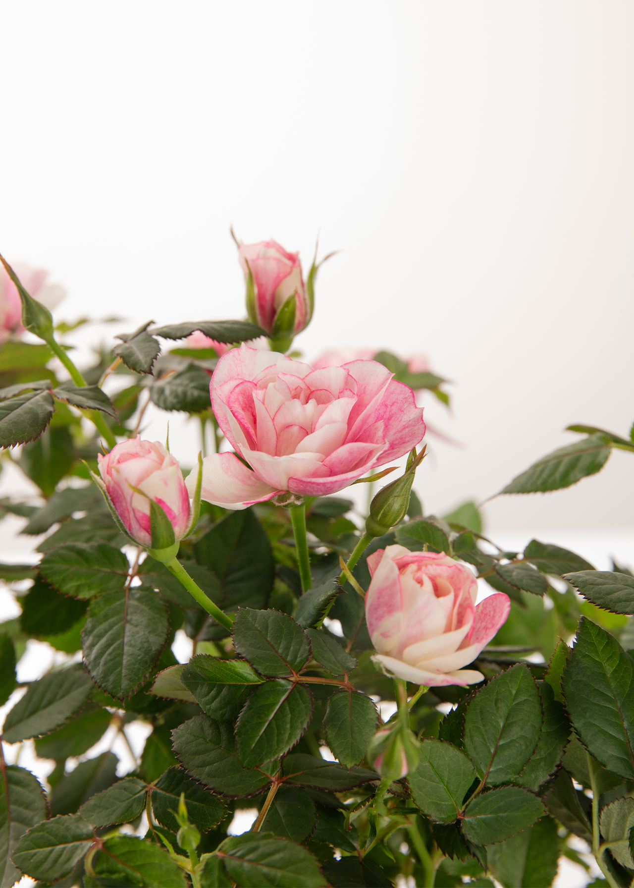 Pia Rose 10.5cm