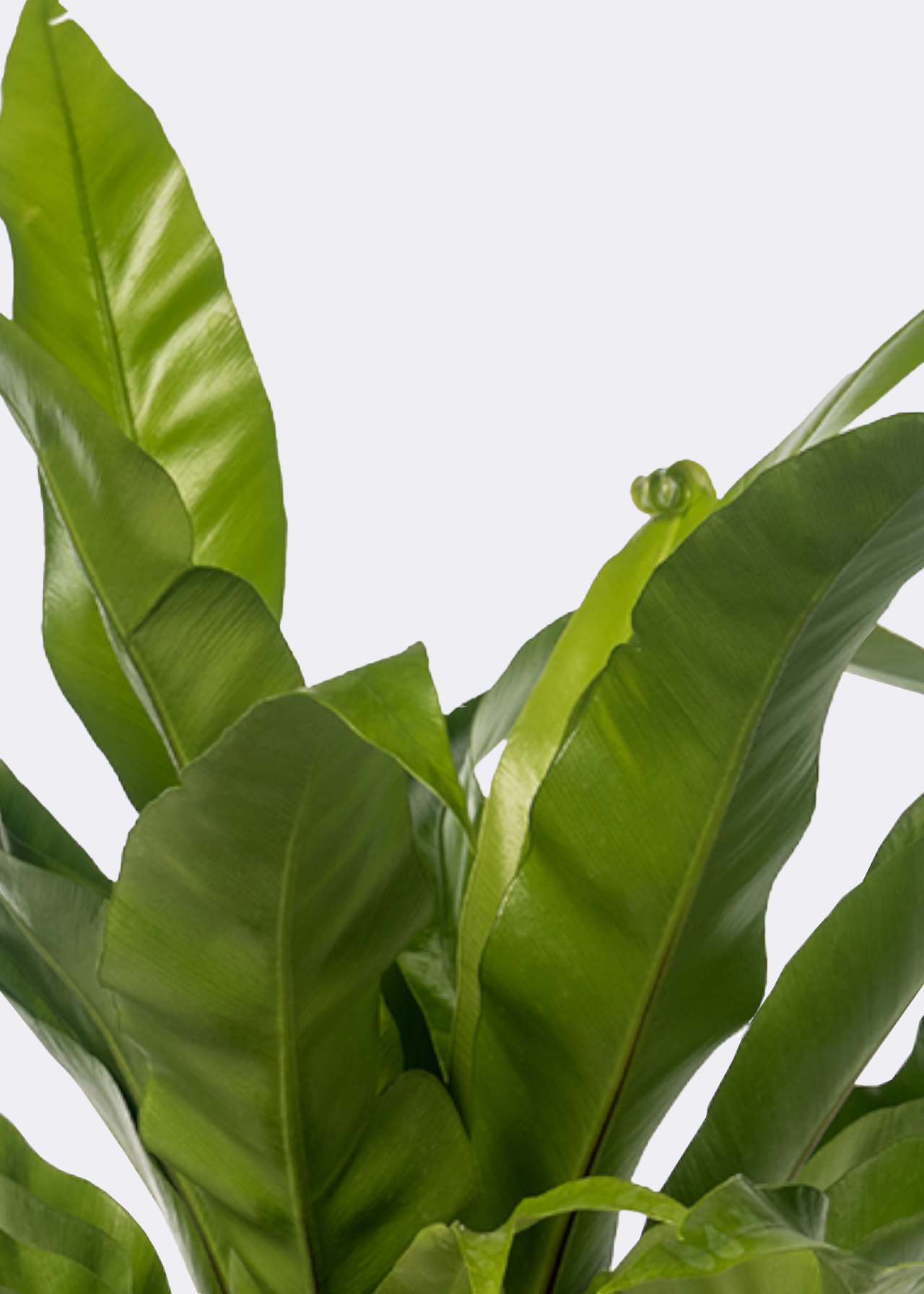 Asplenium Antiquum 17cm