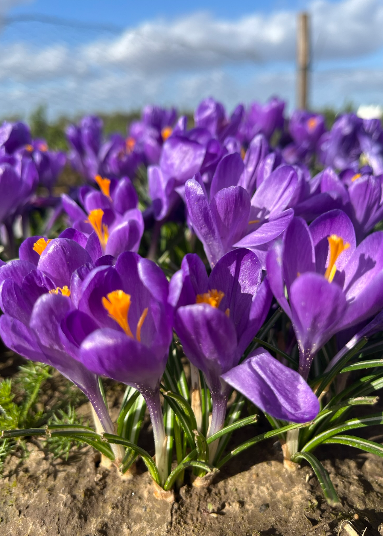Crocus Blue Ocean Pack of 10