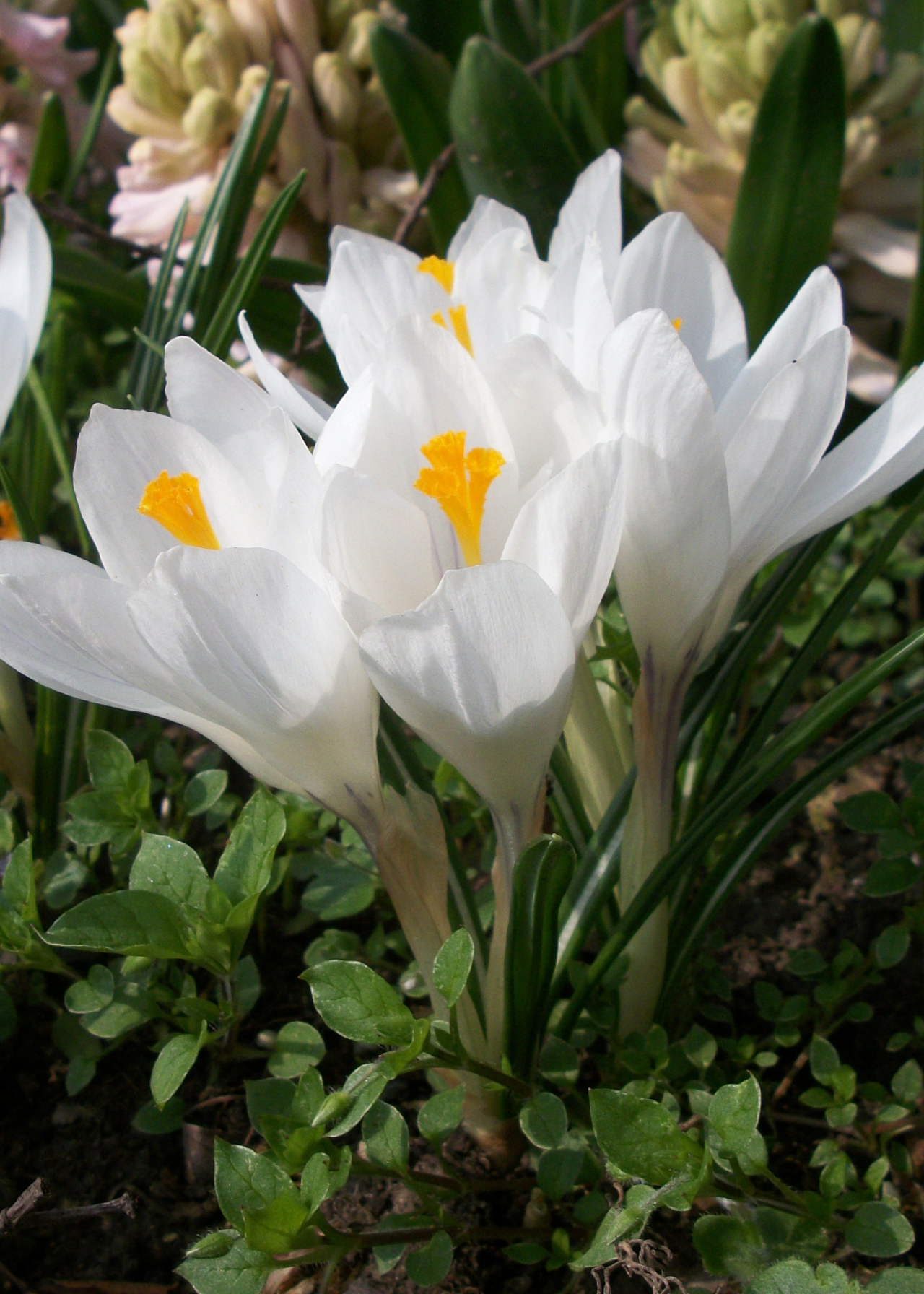 Crocus Ivory Princess Pack of 10