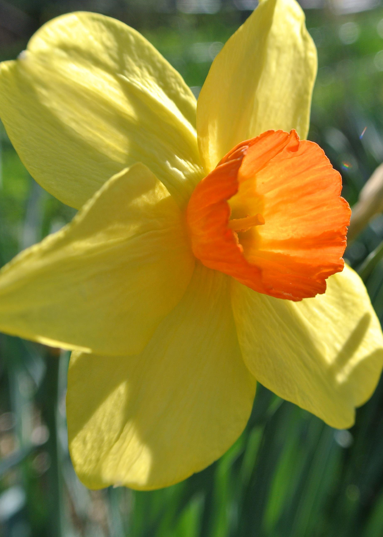 Daffodil (Narcissus) Bittern Pack of 5