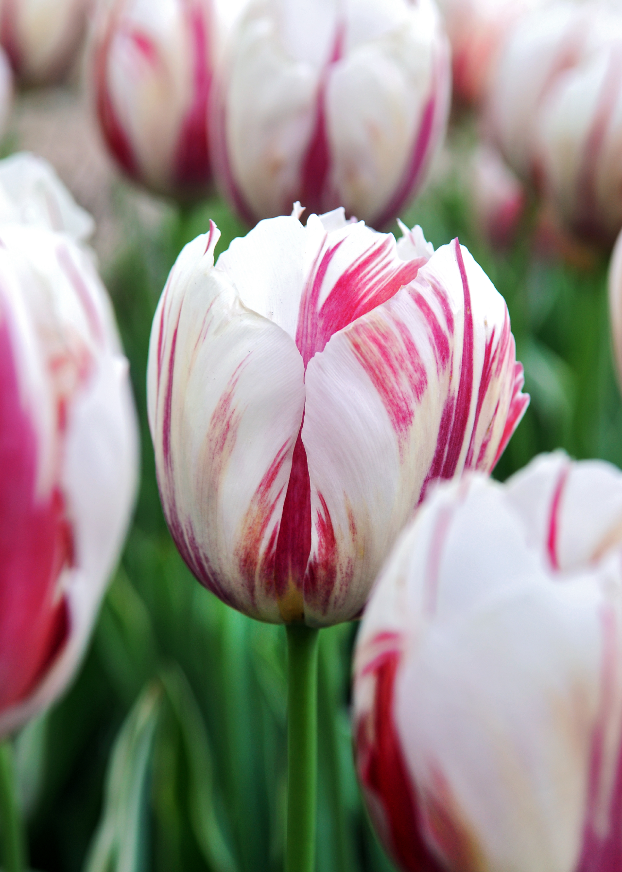 Tulip Happy Generation pack of 5
