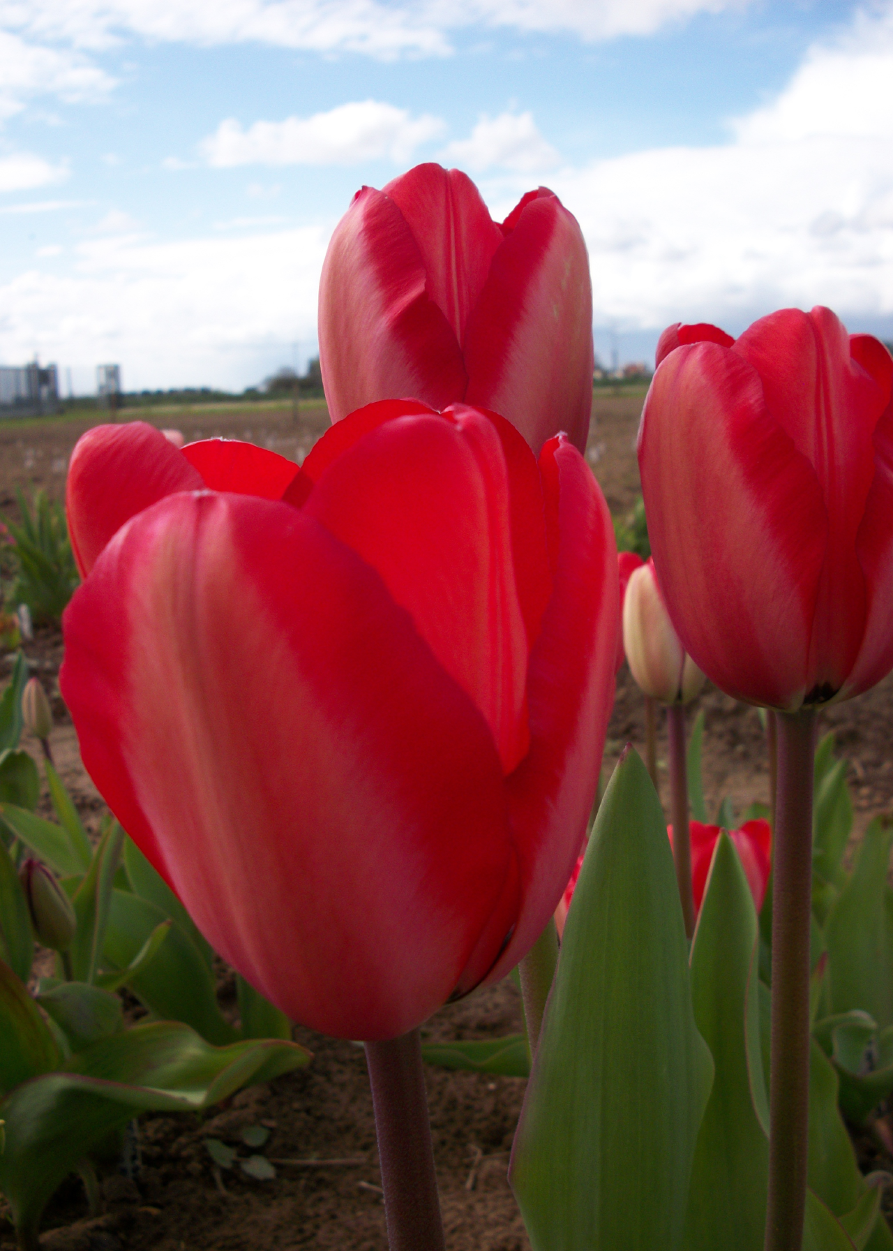 Tulip Red Impression pack of 5