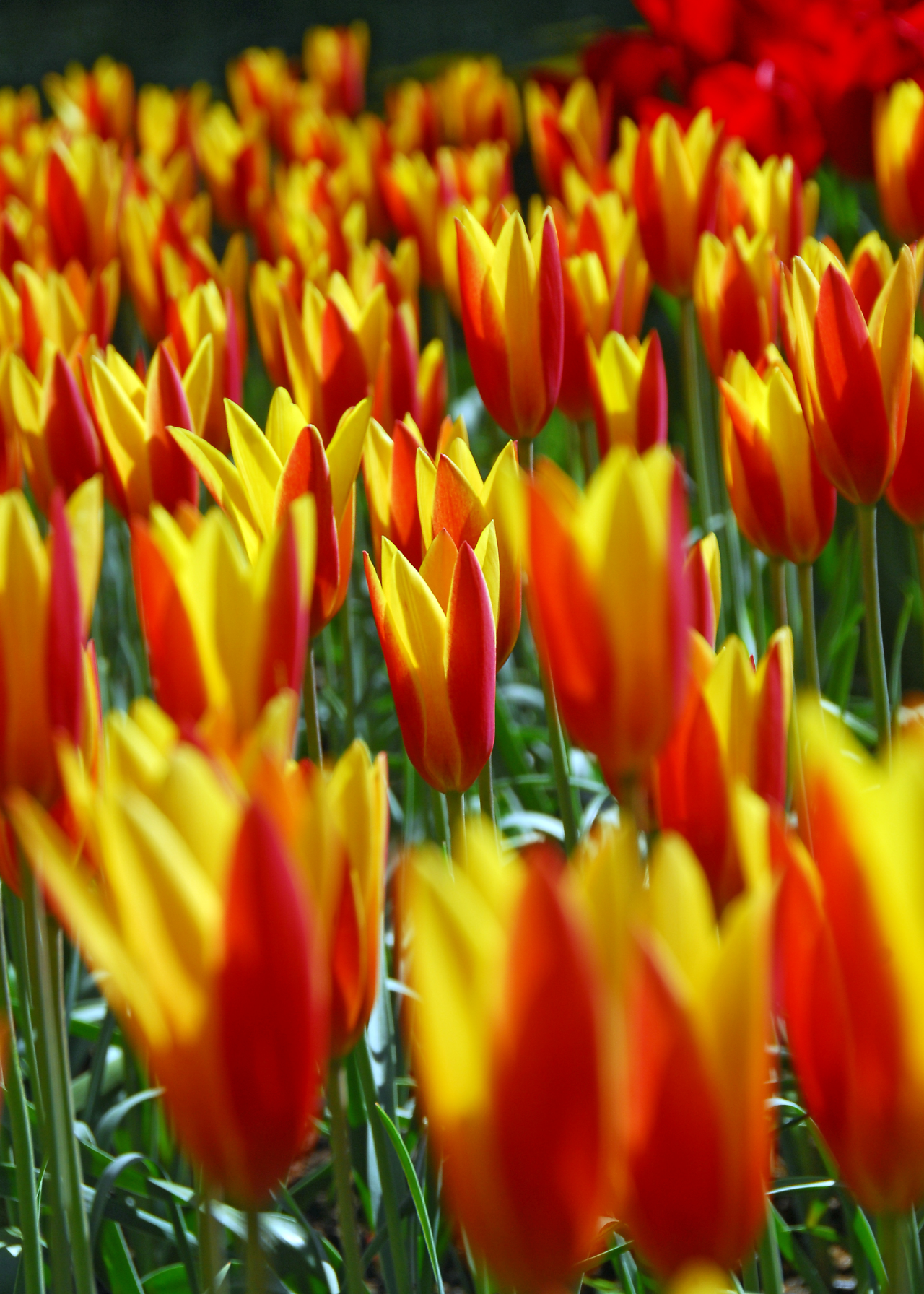 Tulip Giuseppe Verdi pack of 12