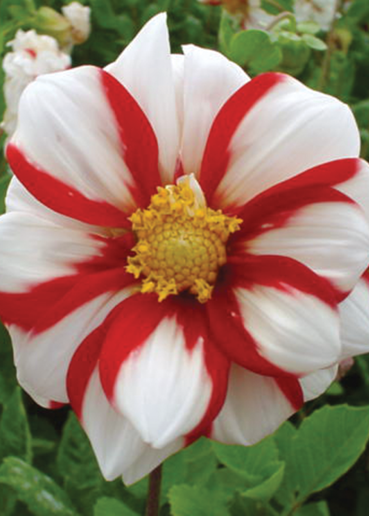 Dahlia Fire and Ice Pack of 3