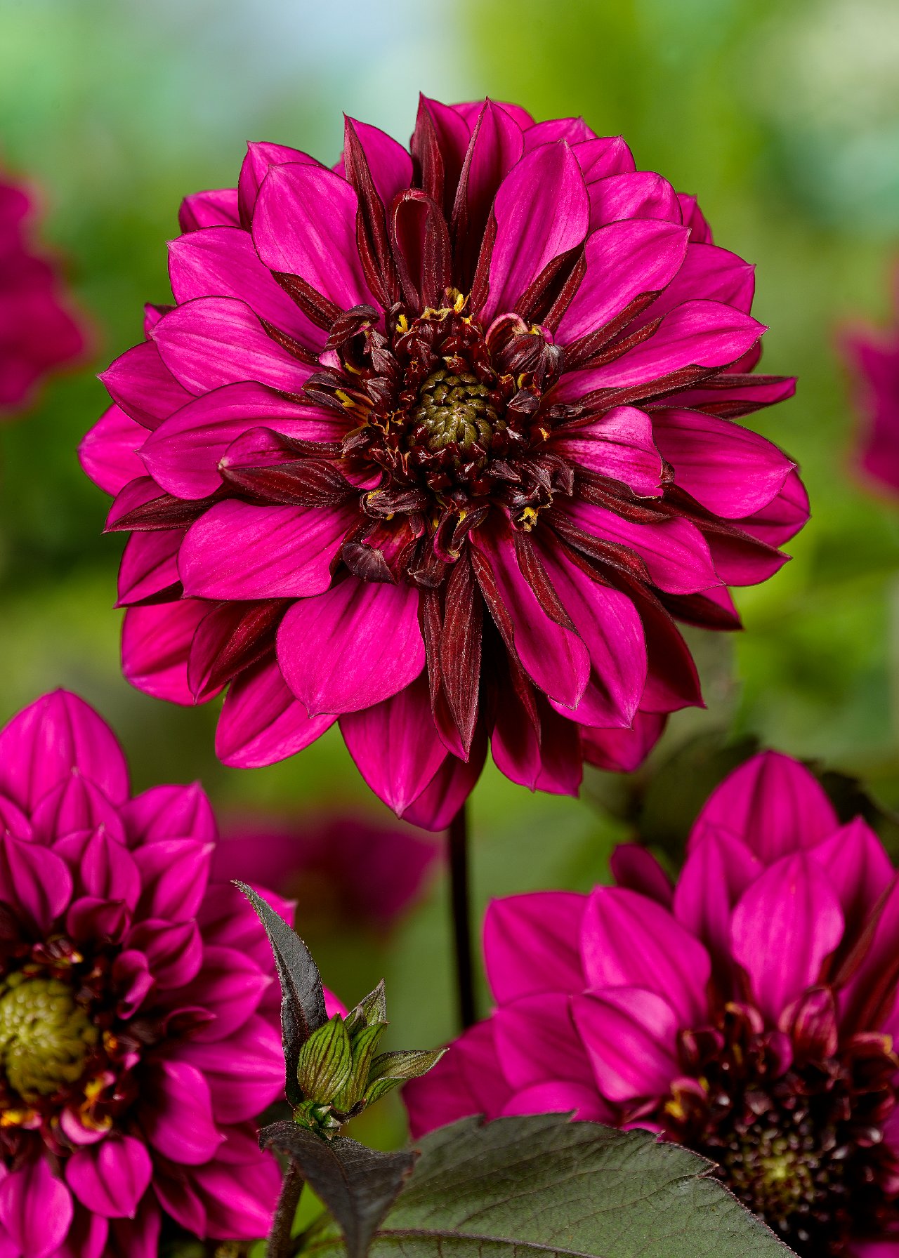 Dahlia Purple Haze Single Pack
