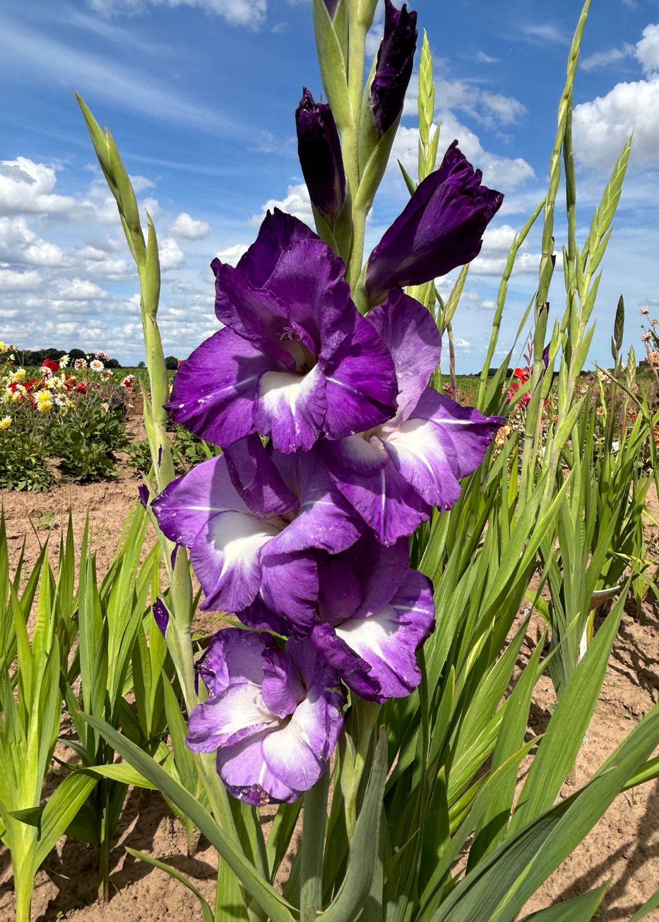 Gladioli Nori Pack of 9
