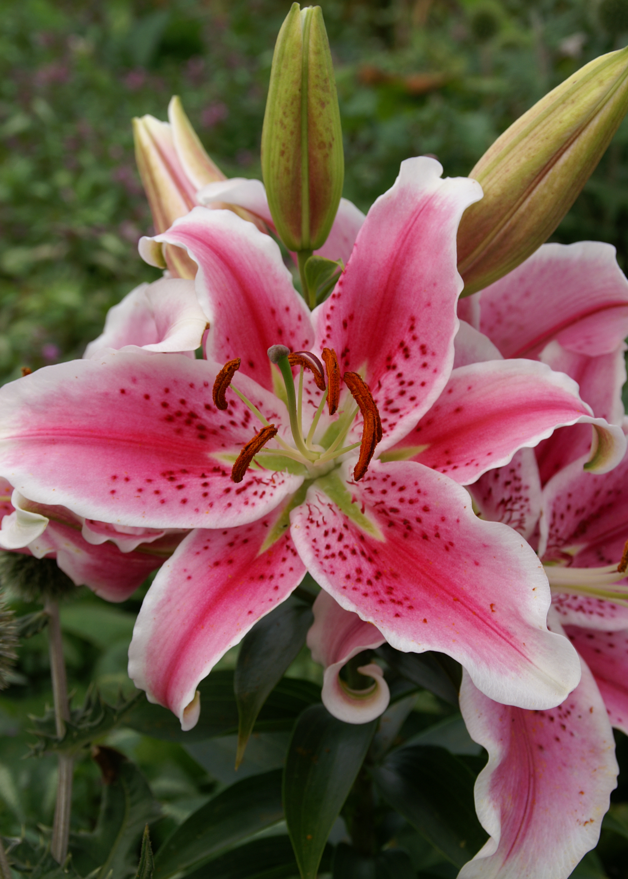 Lily Star Gazer Pack of 2