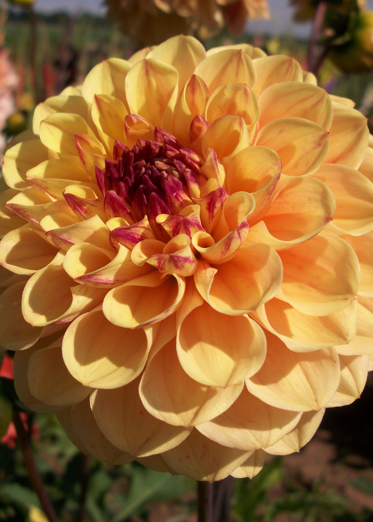 Dahlia Yellow Jill Single Pack
