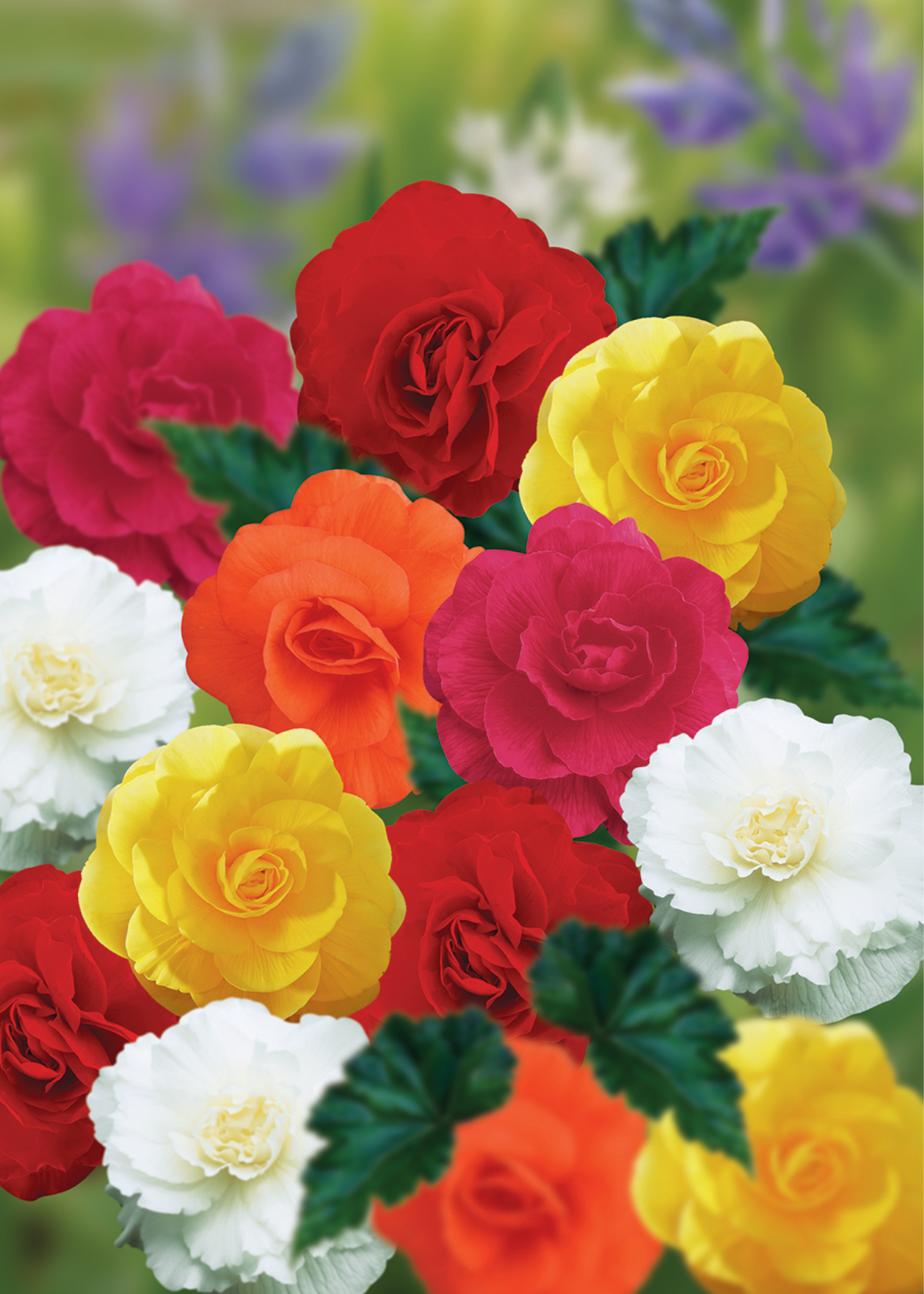 Begonia Double Mixed Pack of 9