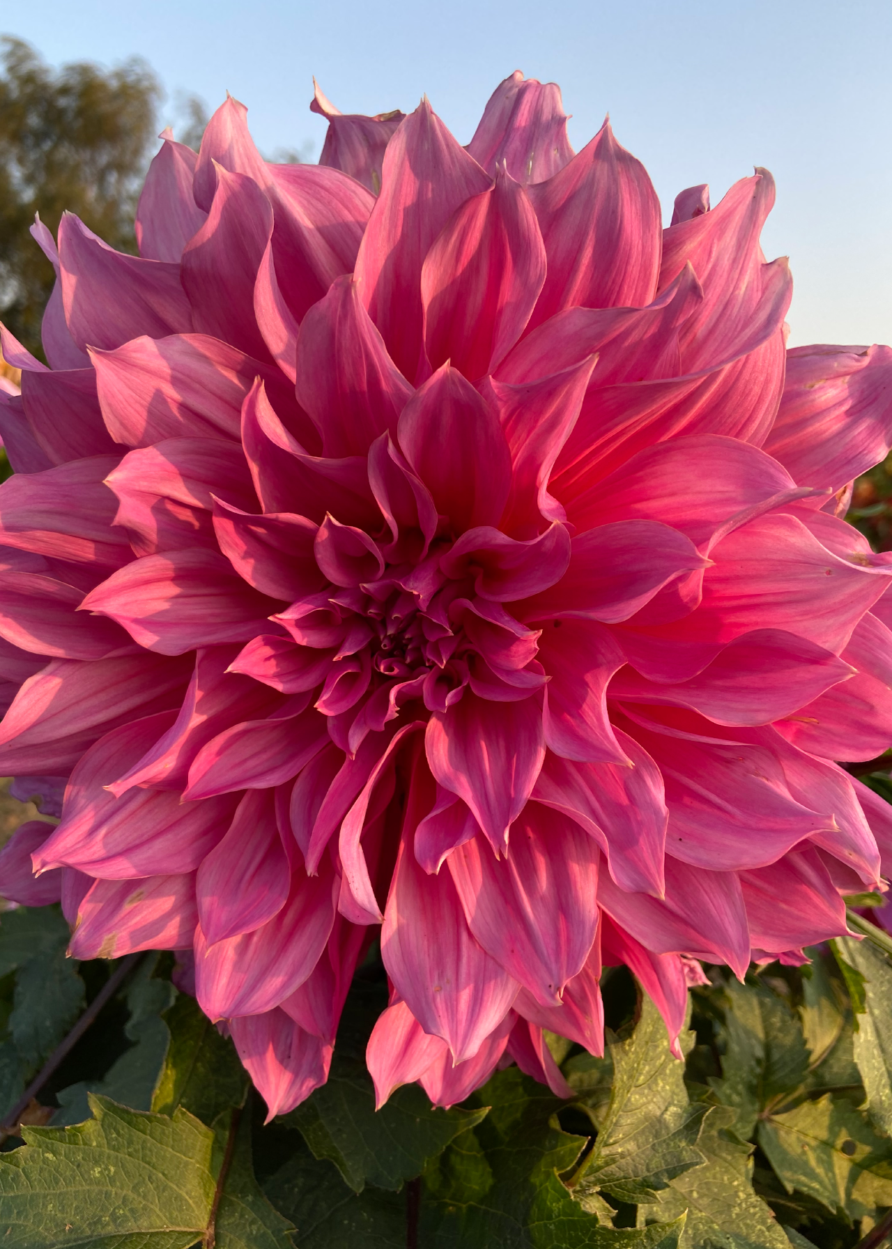 Dahlia Arthur Hambley Single Pack