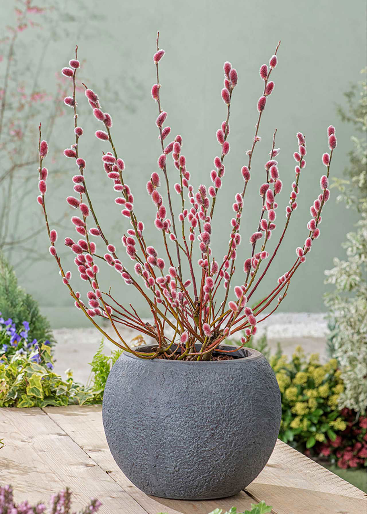 Salix Mount Aso std 40cm 2ltr