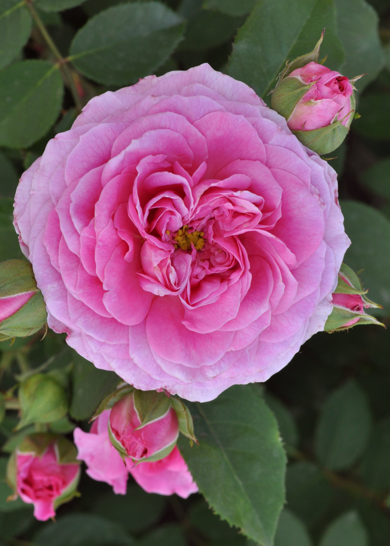 Rose Mum You Are One in a Million 5ltr