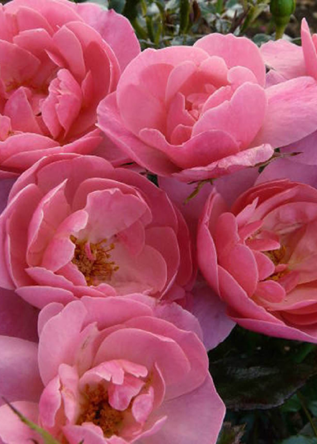 Rose Special Grandma 5ltr