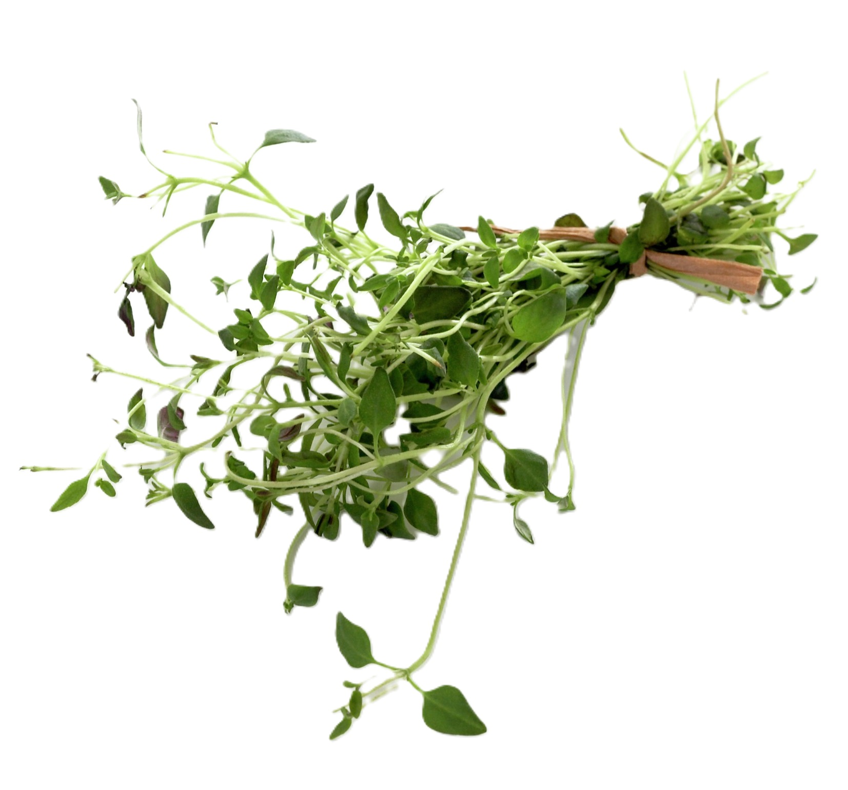 THYME HERB, POT         POT