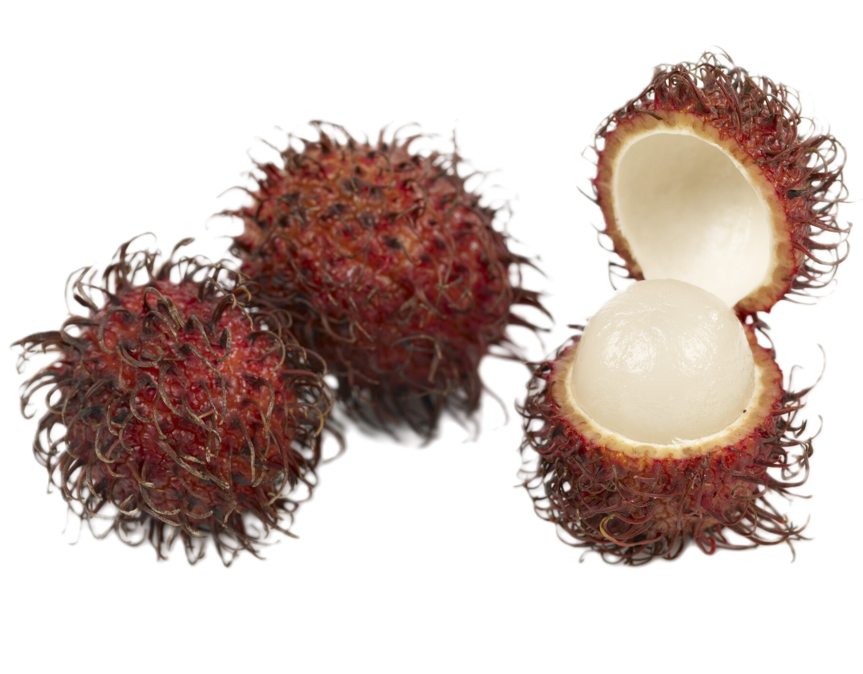 RAMBUTAN KG