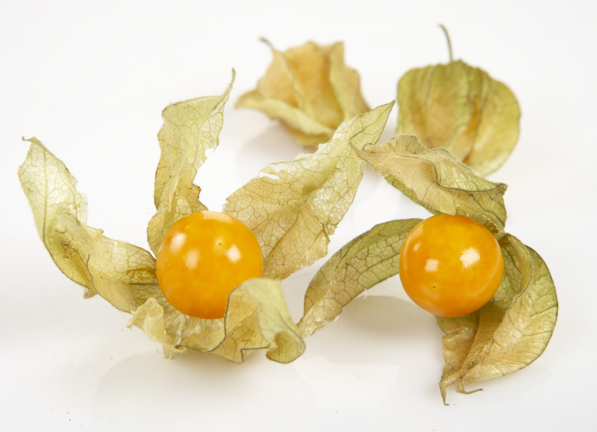 PHYSALIS
