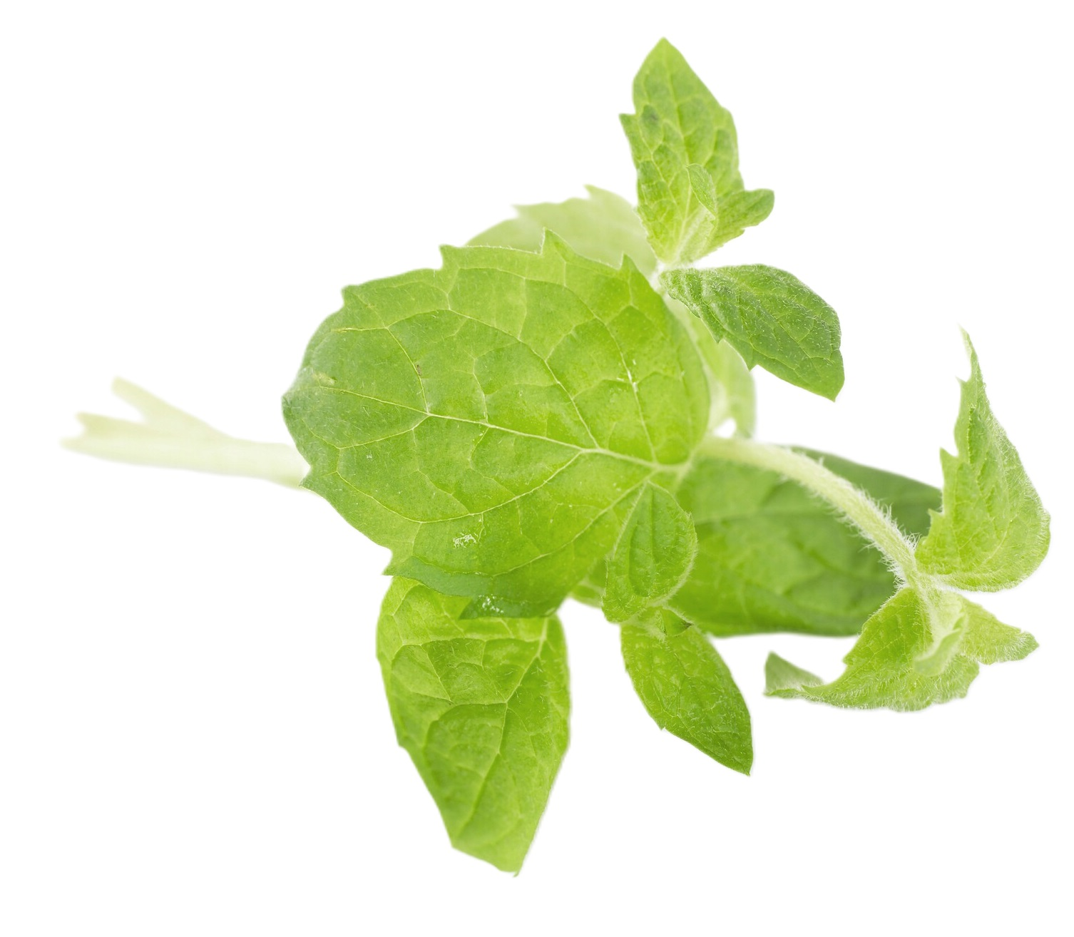 MINT HERBS     1KG
